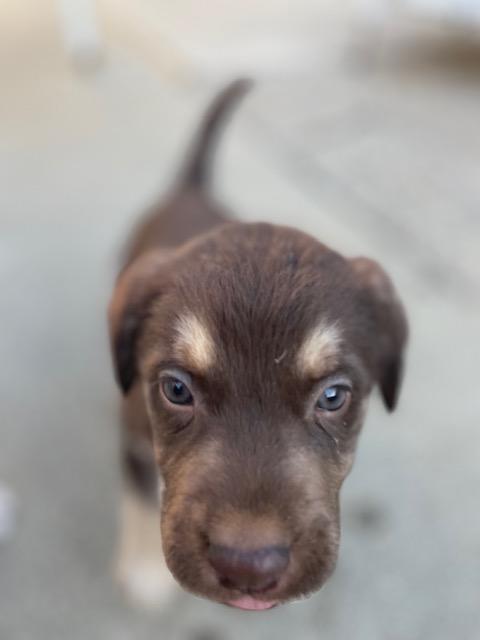 Enlarge Tortellini (Pasta litter), a Adoptable mixed breed in Redwood City, CA image 2/6