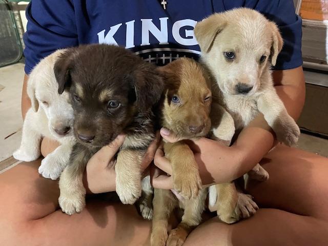 Enlarge Tortellini (Pasta litter), a Adoptable mixed breed in Redwood City, CA image 6/6