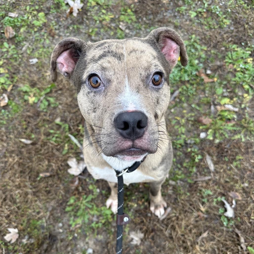 Enlarge Adder, an adoptable Mixed Breed in Cape Girardeau, MO image 1/2