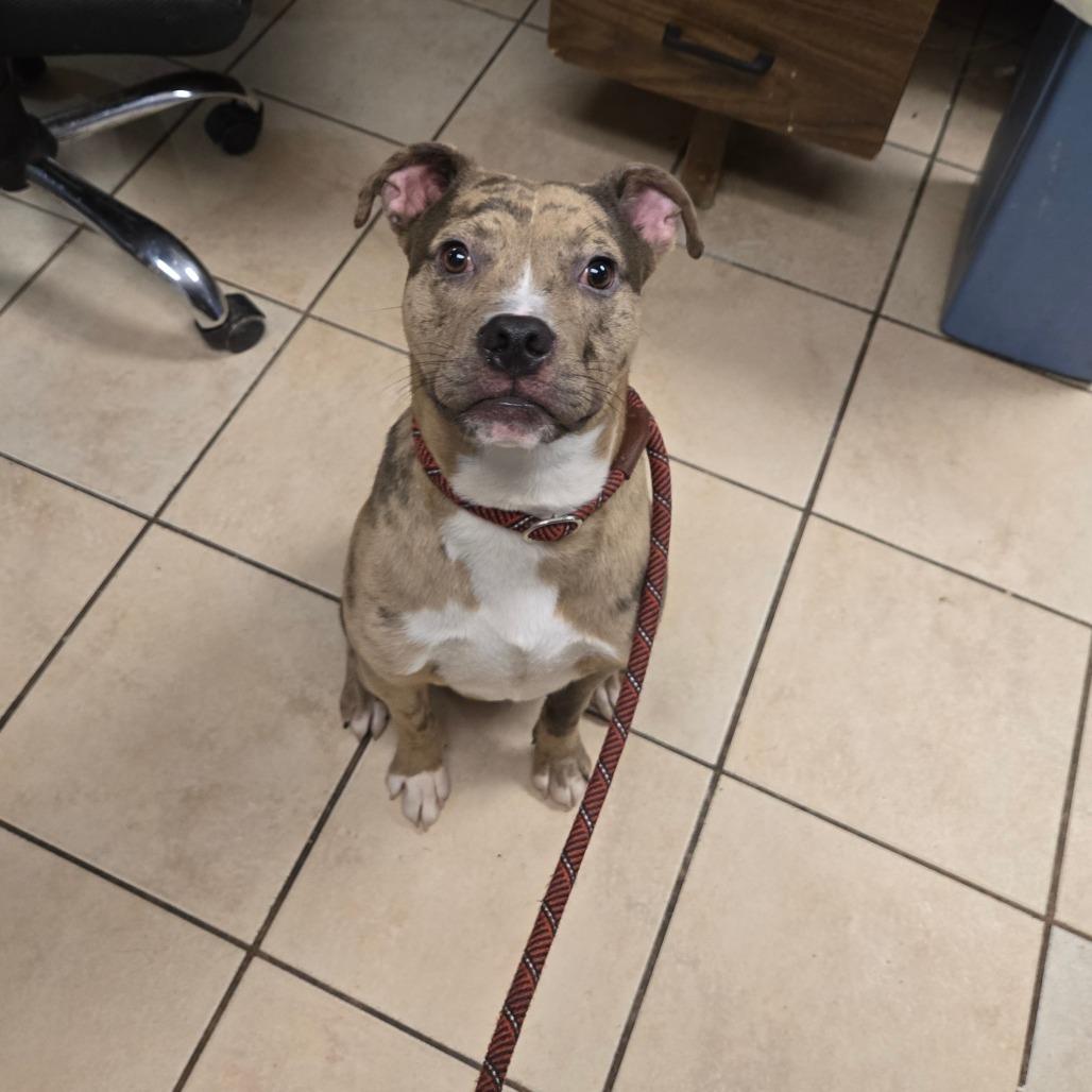 Enlarge Adder, an adoptable Mixed Breed in Cape Girardeau, MO image 2/2