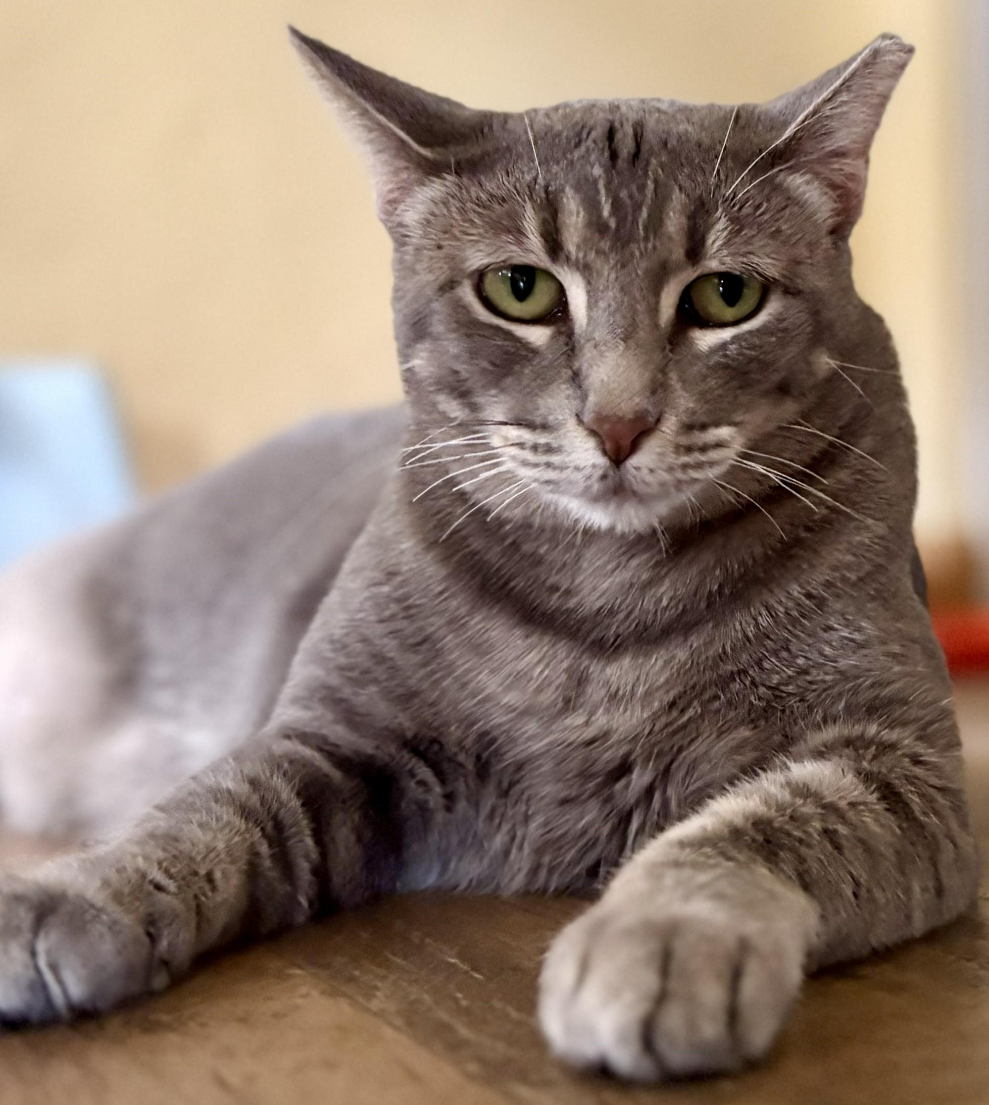 Enlarge LEXI, a Adoptable Tabby in Prescott, AZ image 4/6