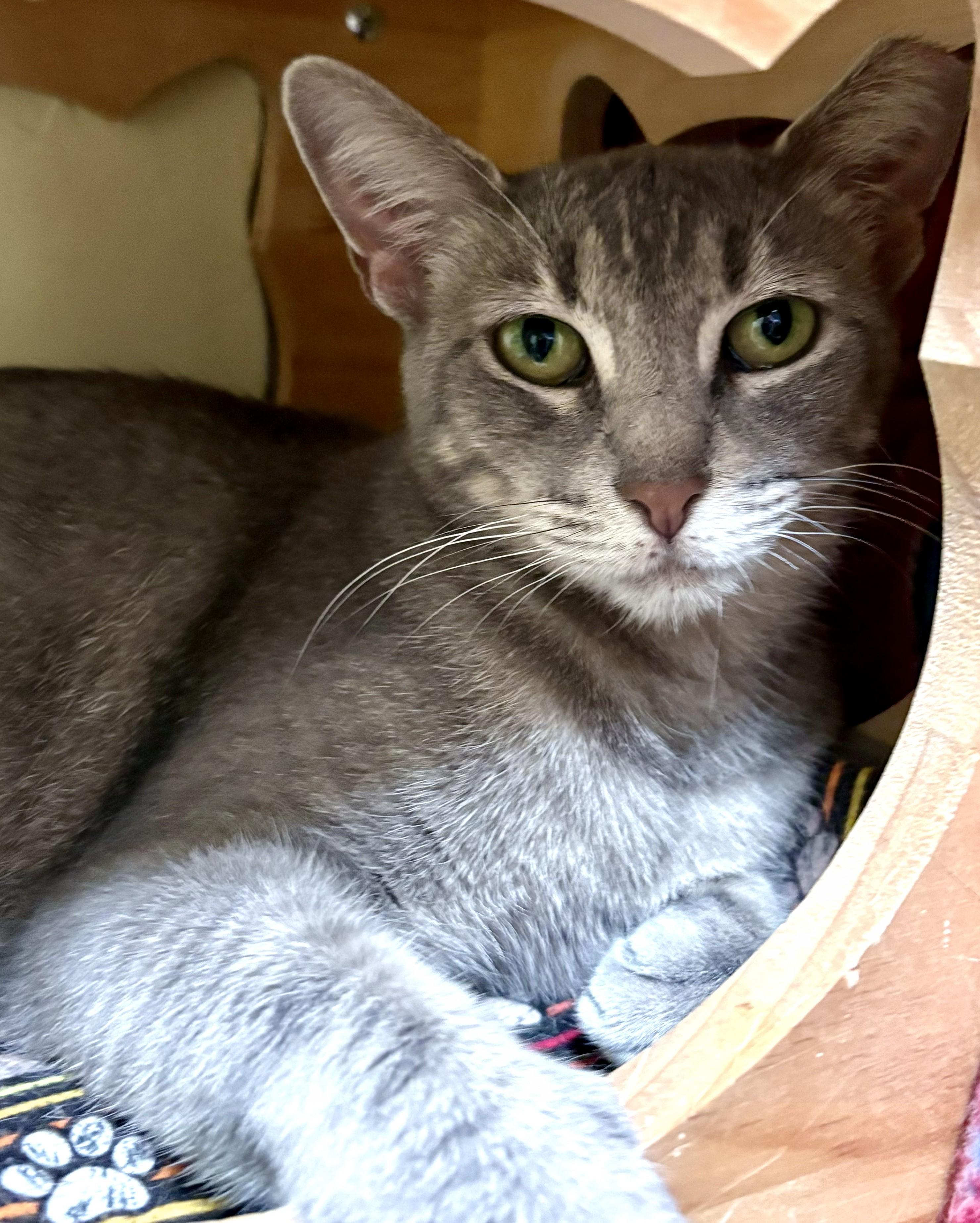 Enlarge LEXI, a Adoptable Tabby in Prescott, AZ image 5/6