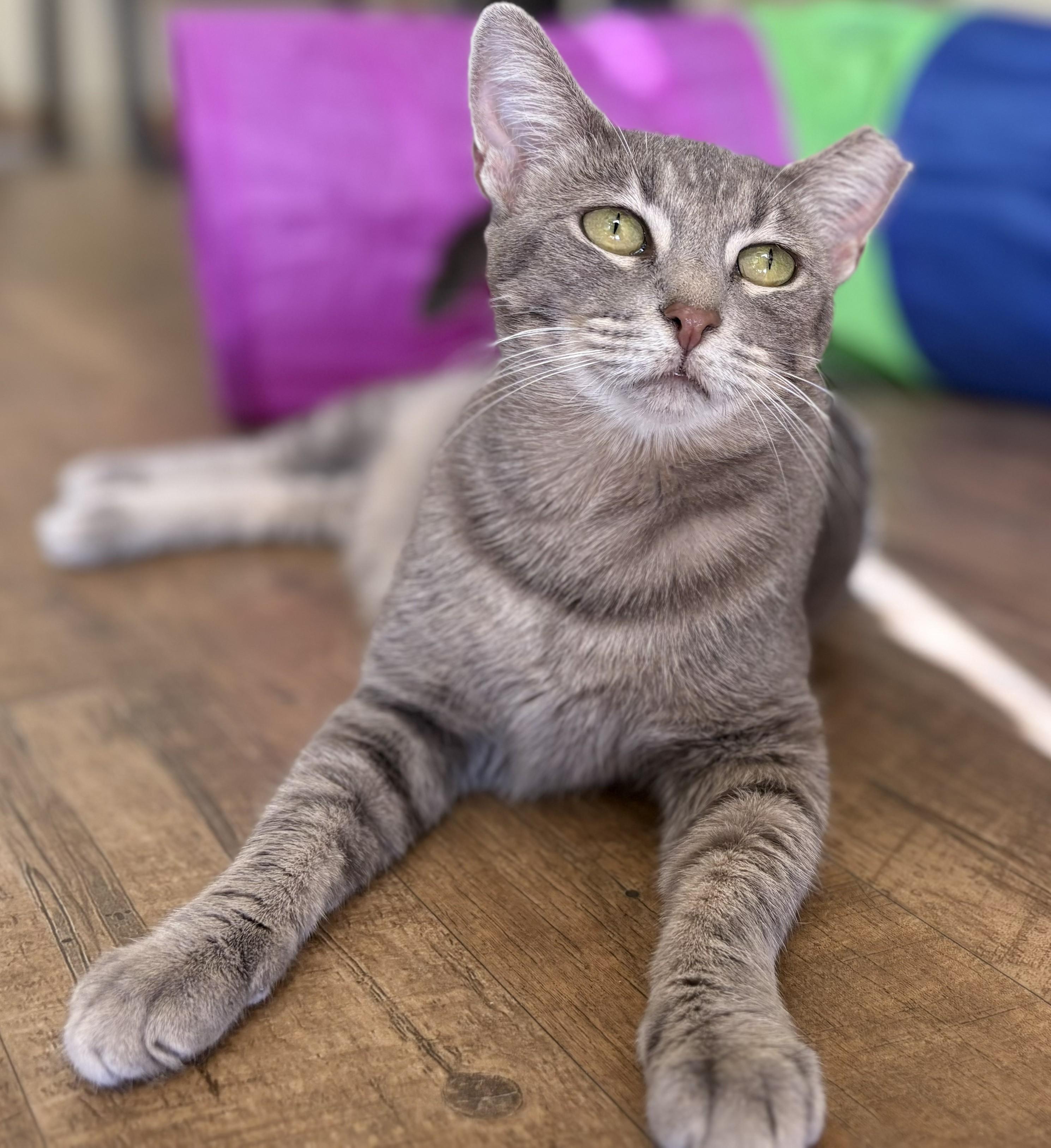 Enlarge LEXI, a Adoptable Tabby in Prescott, AZ image 3/6