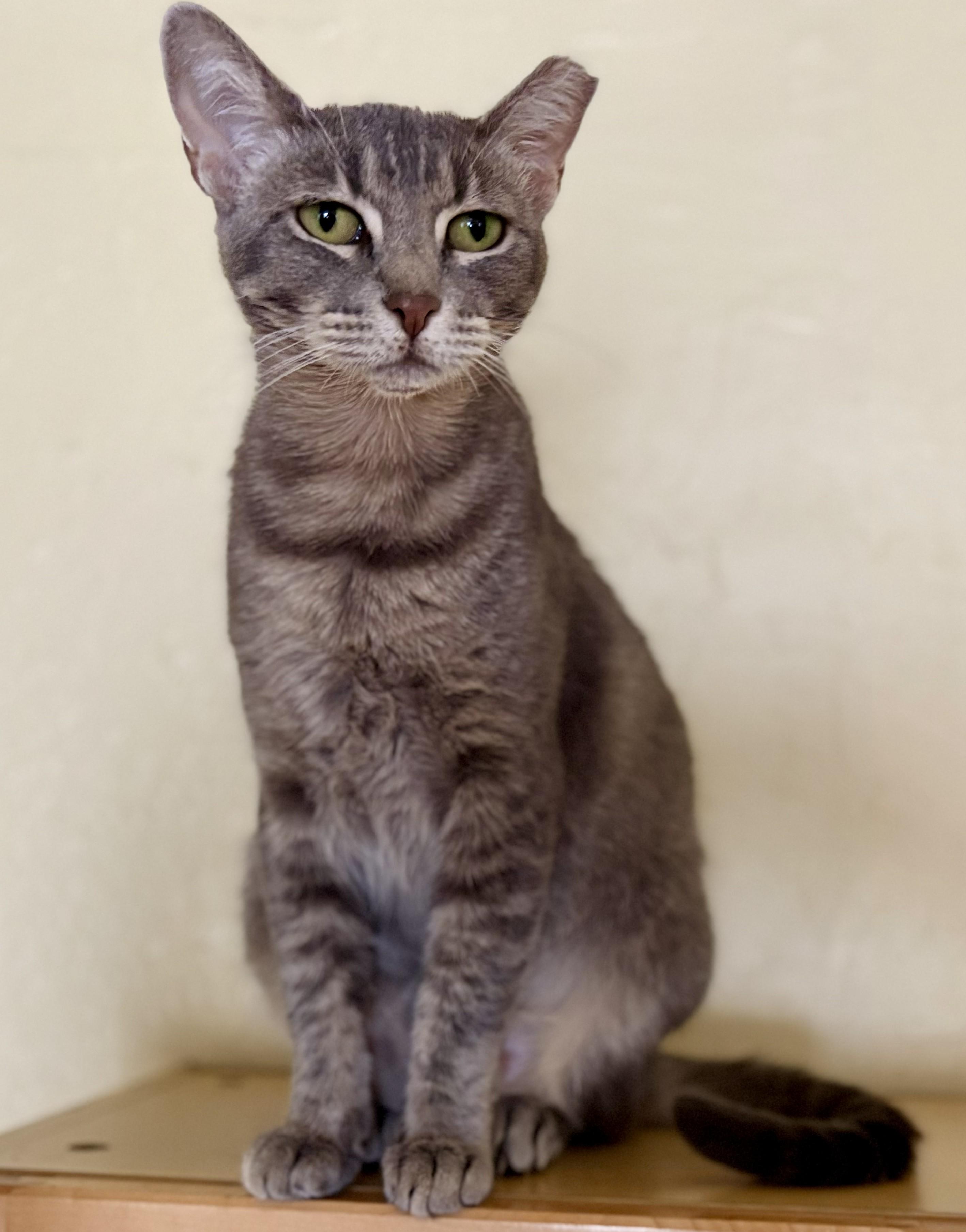Enlarge LEXI, a Adoptable Tabby in Prescott, AZ image 6/6