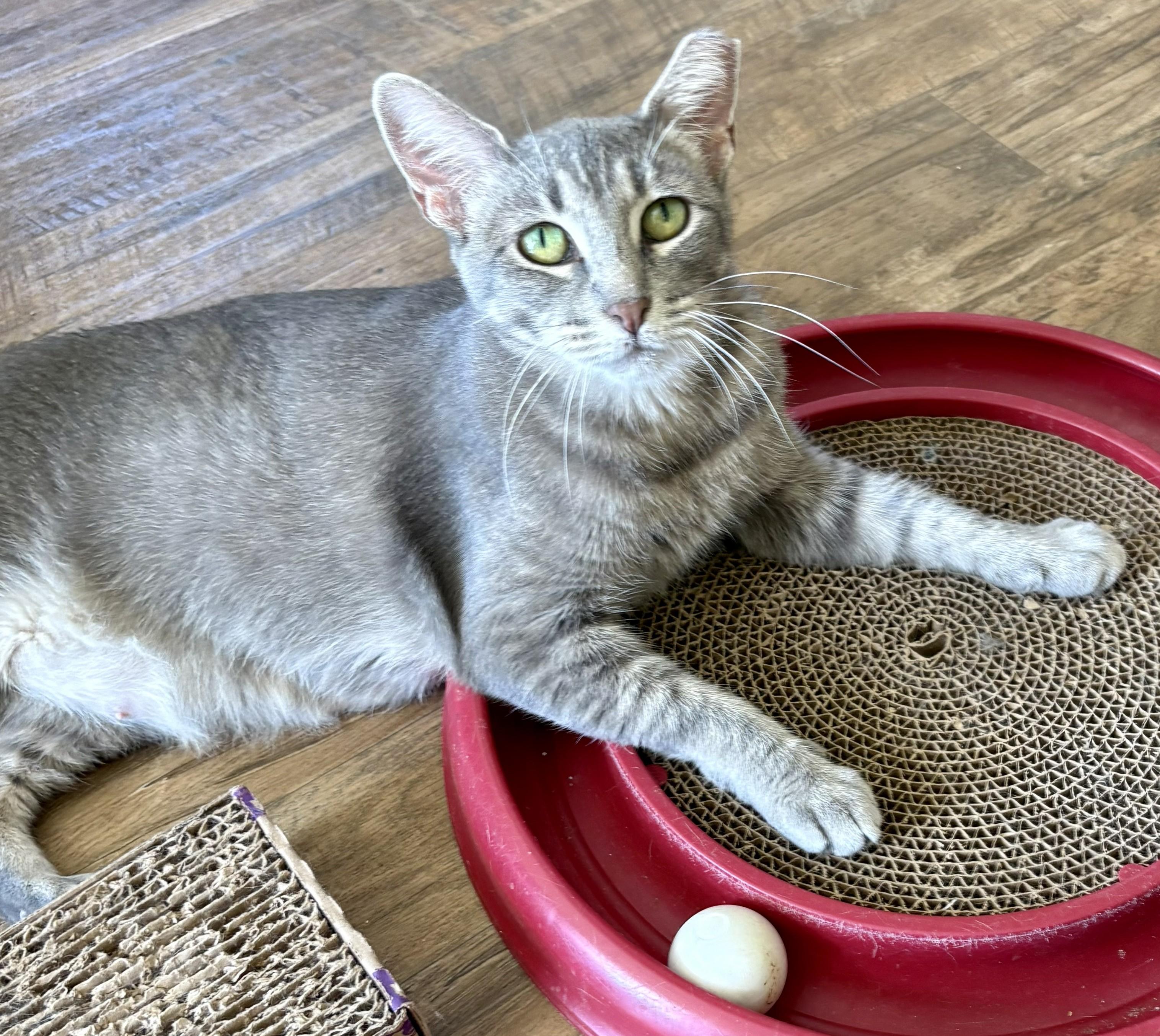 Enlarge LEXI, a Adoptable Tabby in Prescott, AZ image 2/6