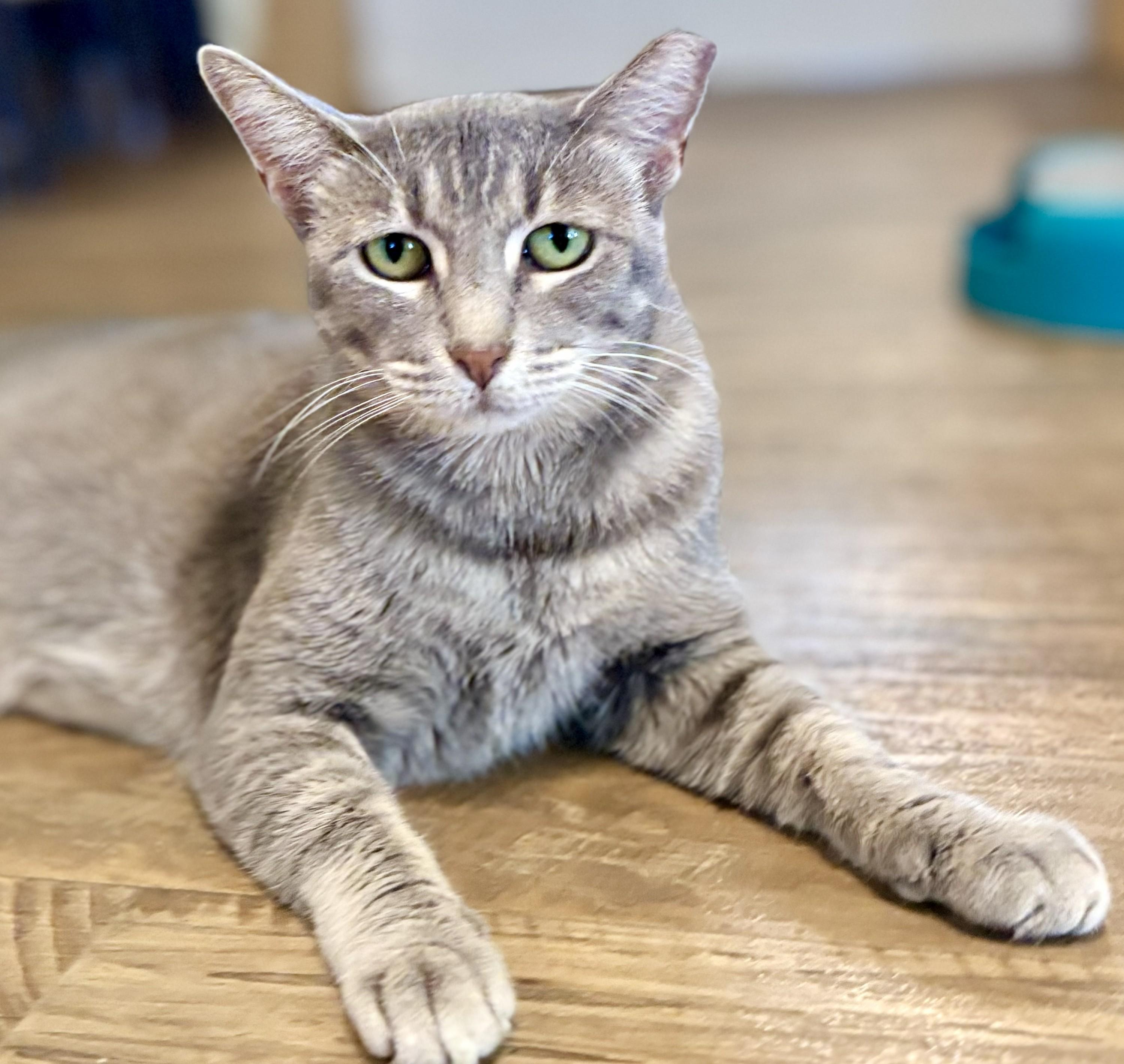 LEXI, Adoptable, Adult Female Tabby.