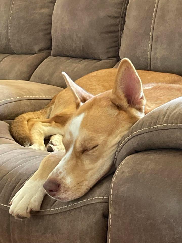 Dingo, Adoptable, Adult Female Husky.