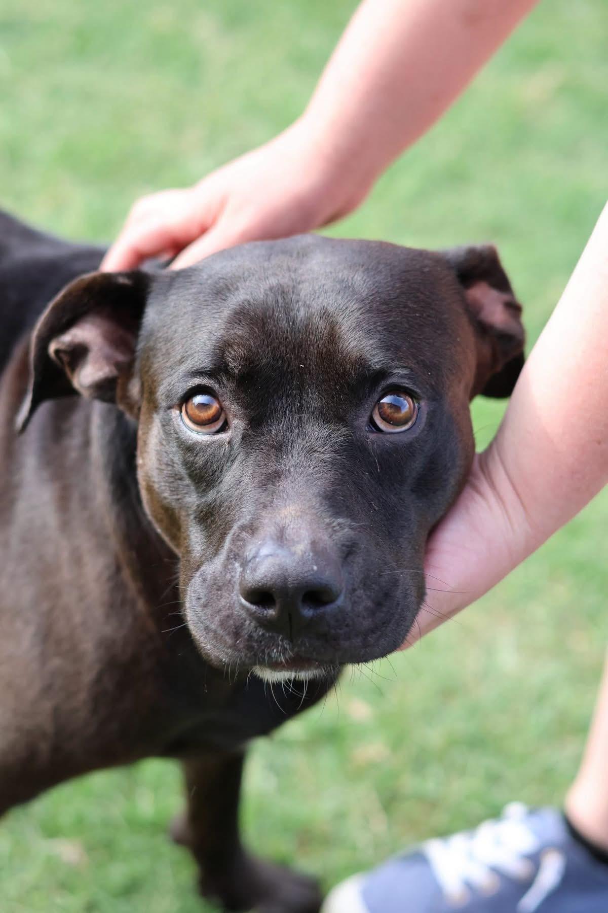 Enlarge Chance, a Adoptable mixed breed in Bixby, OK image 2/3