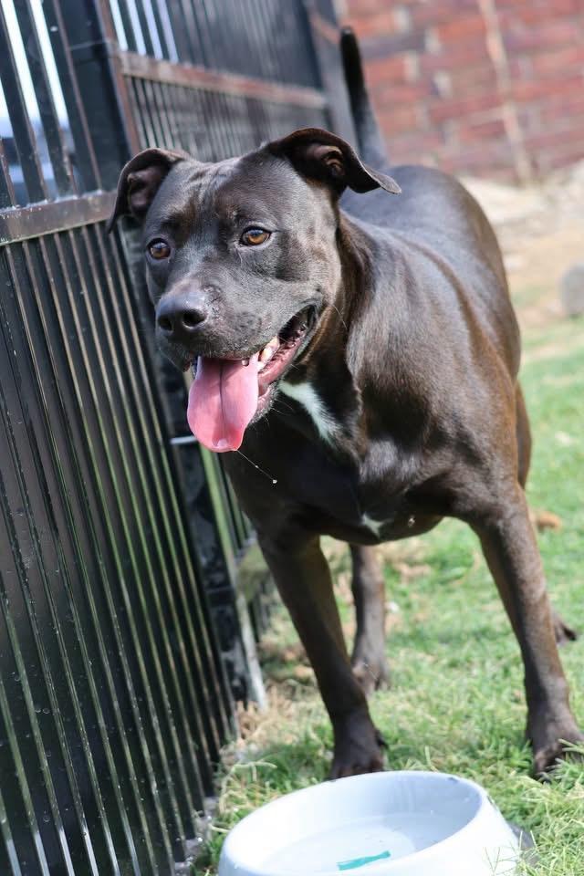Enlarge Chance, a Adoptable mixed breed in Bixby, OK image 3/3