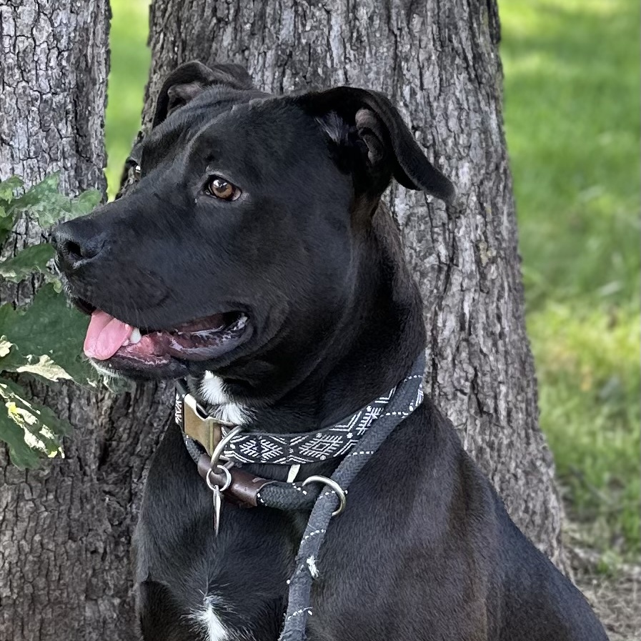 Enlarge Chance, a Adoptable mixed breed in Bixby, OK image 3/3