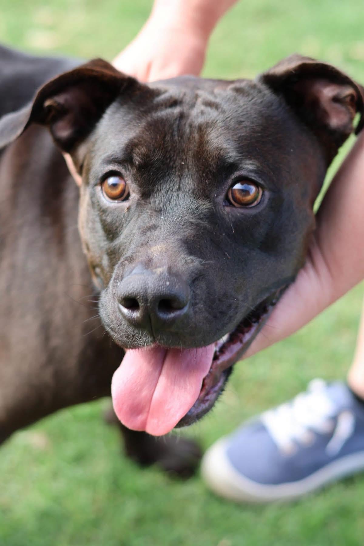 Chance, Adoptable, Young Male American Staffordshire Terrier.