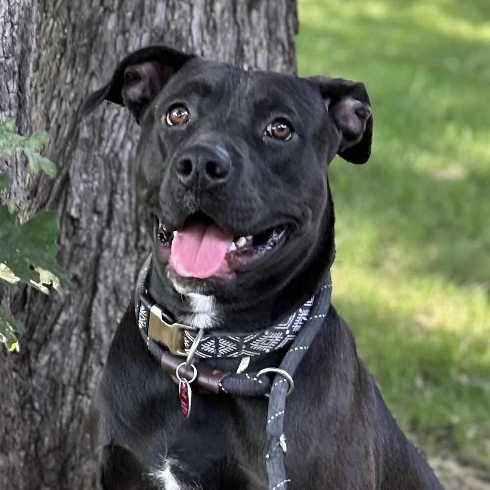 Chance, Adoptable, Young Male American Staffordshire Terrier.