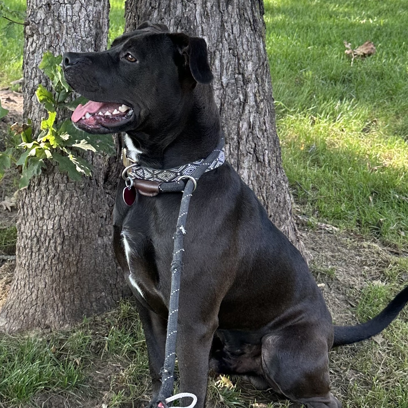 Enlarge Chance, a Adoptable mixed breed in Bixby, OK image 2/3
