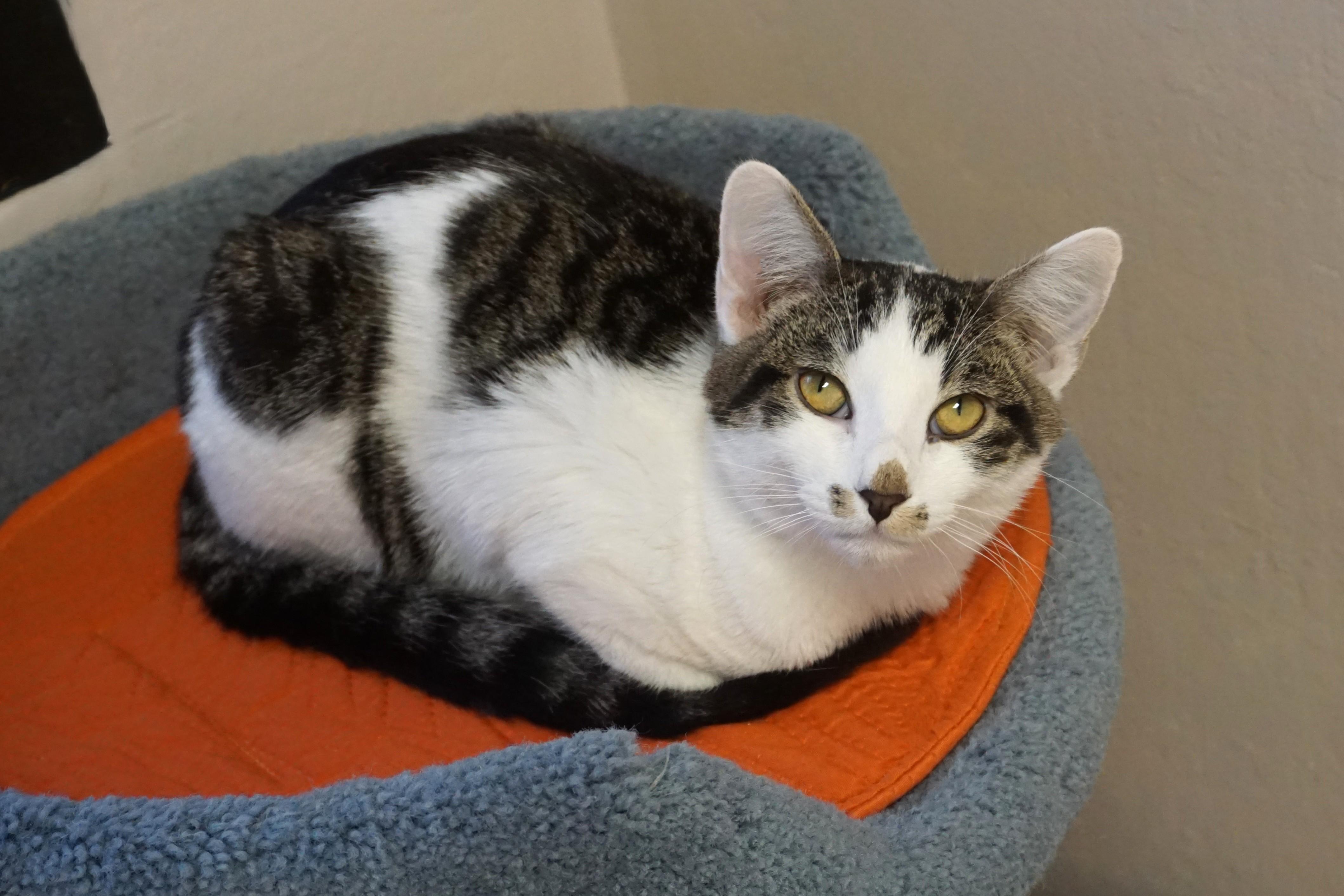 Enlarge Manny, a Adopted Domestic Short Hair in Fountain Hills, AZ image 4/5