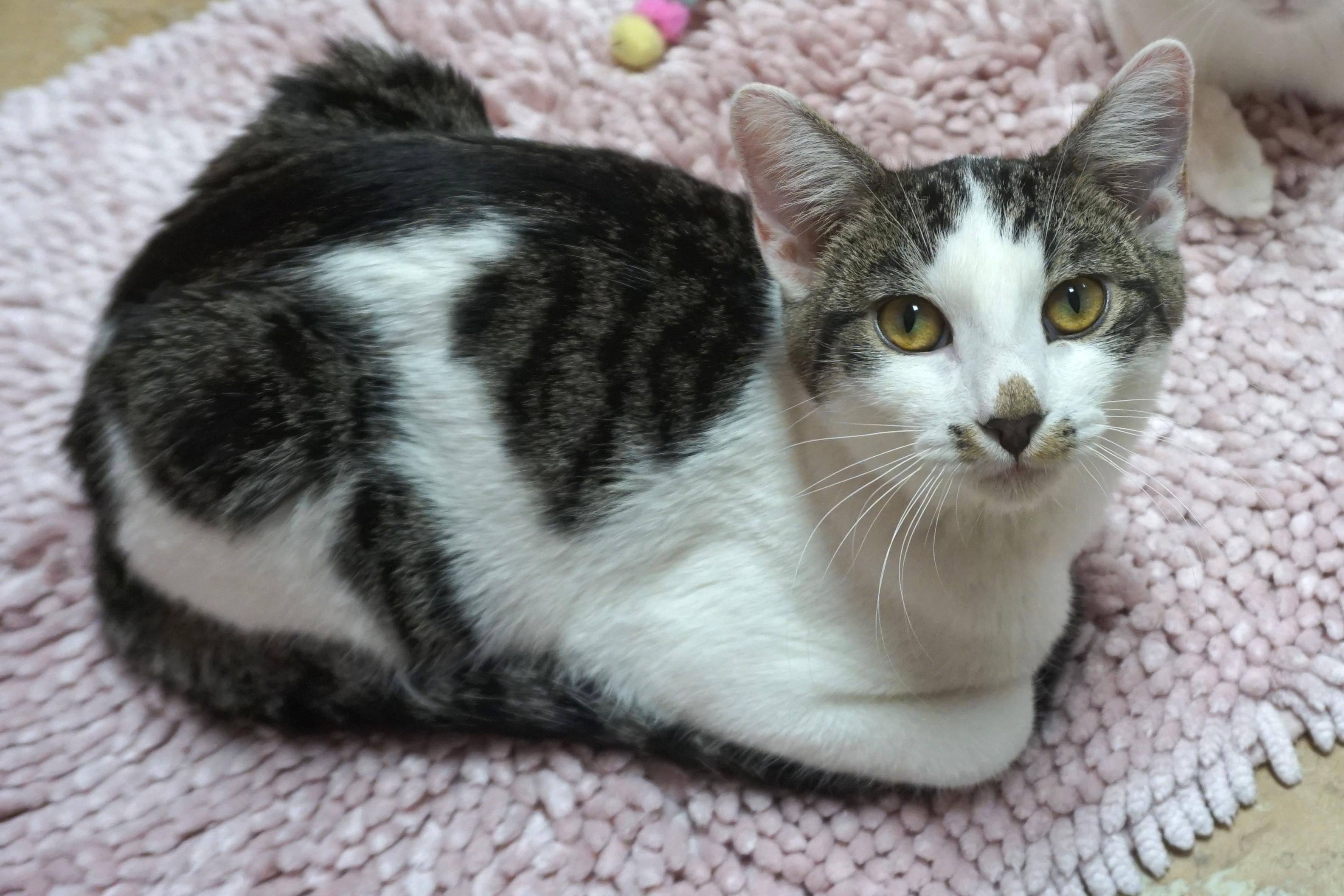 Manny, Adopted, Kitten Male Domestic Short Hair.