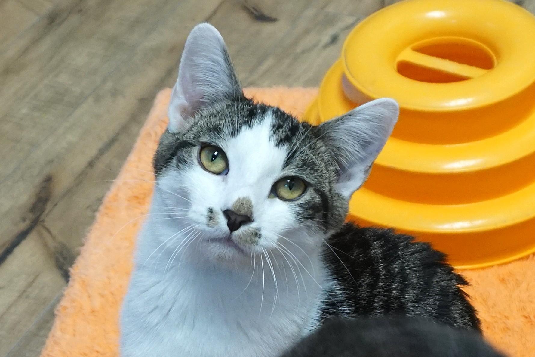 Enlarge Manny, a Adopted Domestic Short Hair in Fountain Hills, AZ image 2/5