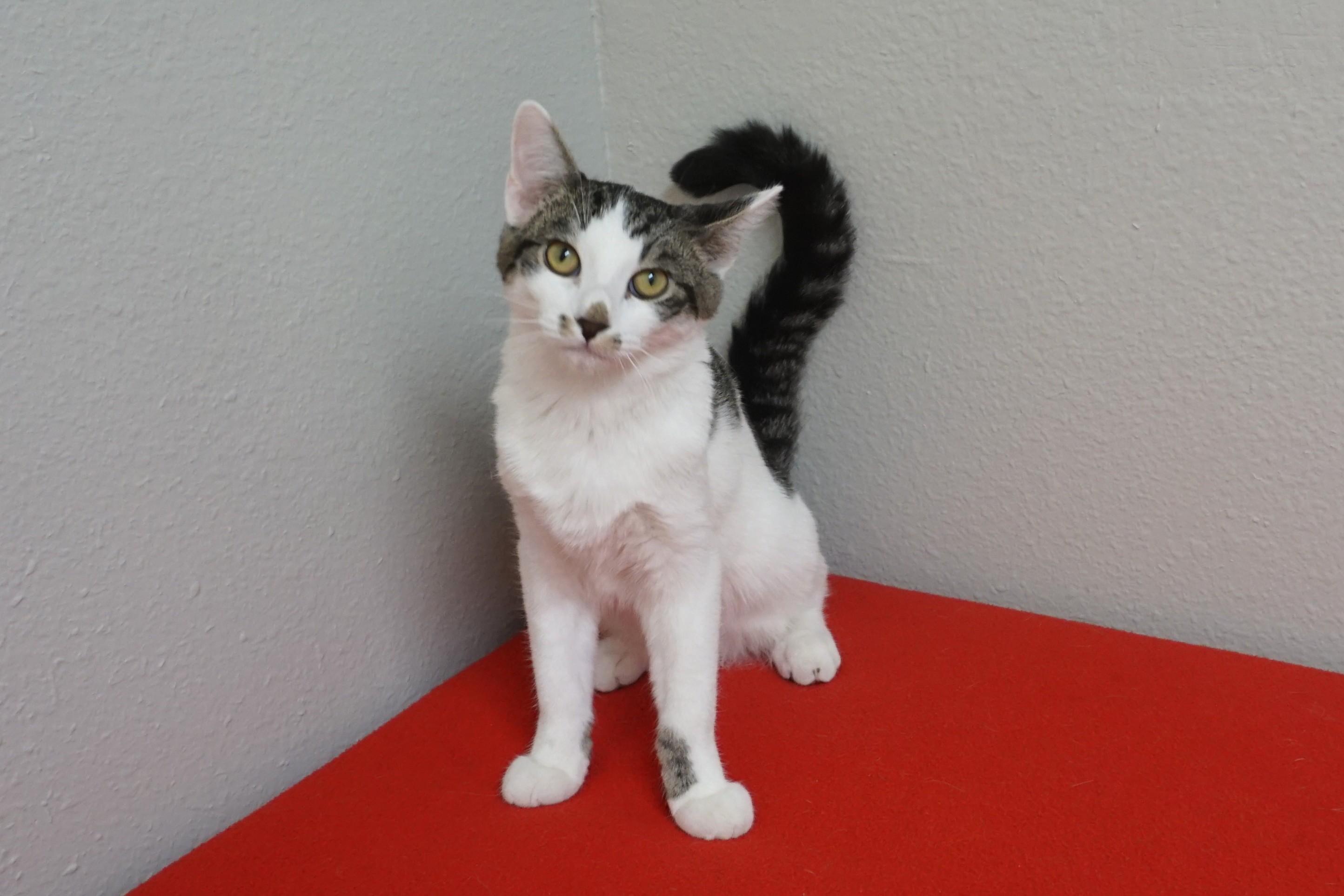 Enlarge Manny, a Adopted Domestic Short Hair in Fountain Hills, AZ image 3/5