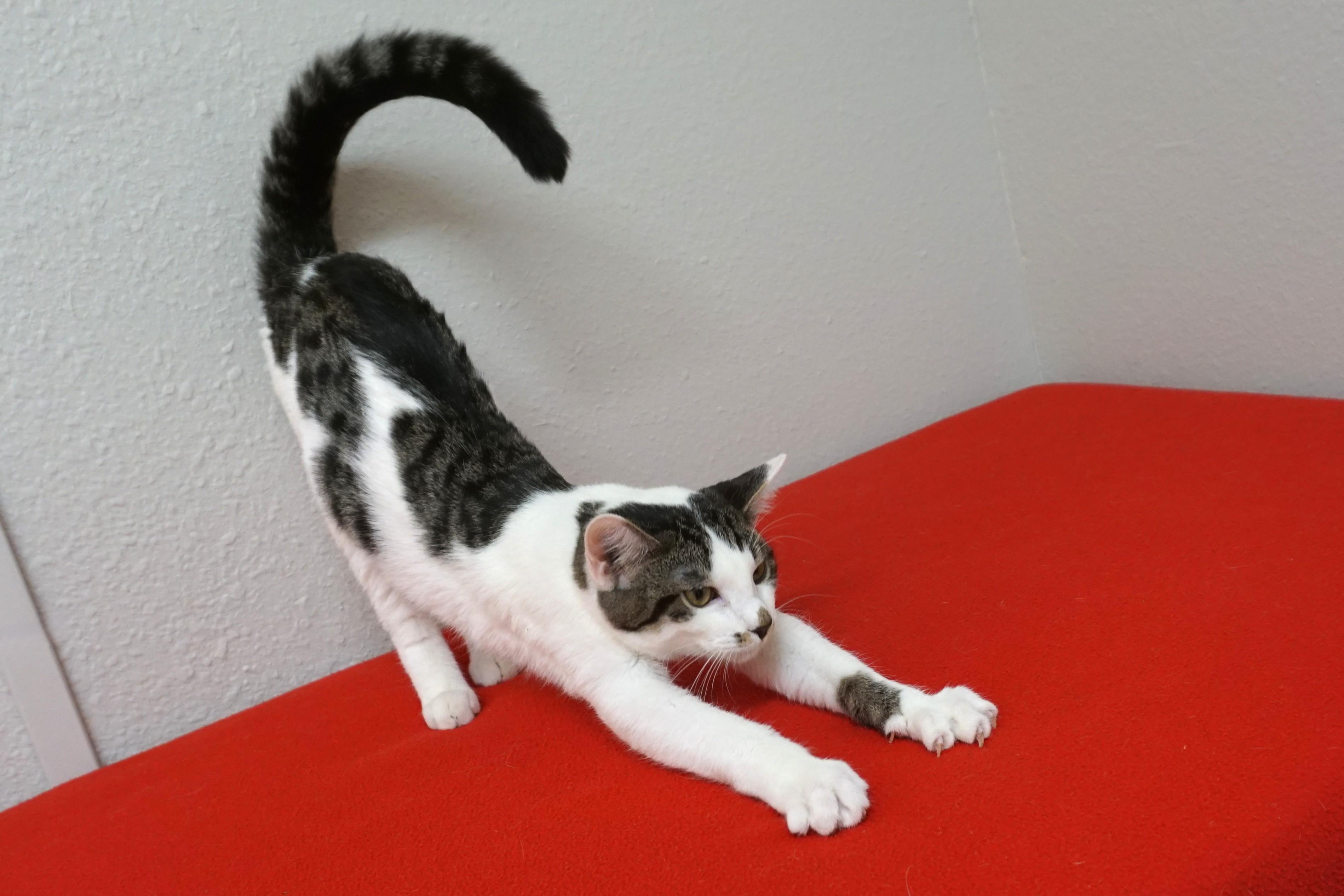 Enlarge Manny, a Adopted Domestic Short Hair in Fountain Hills, AZ image 5/5