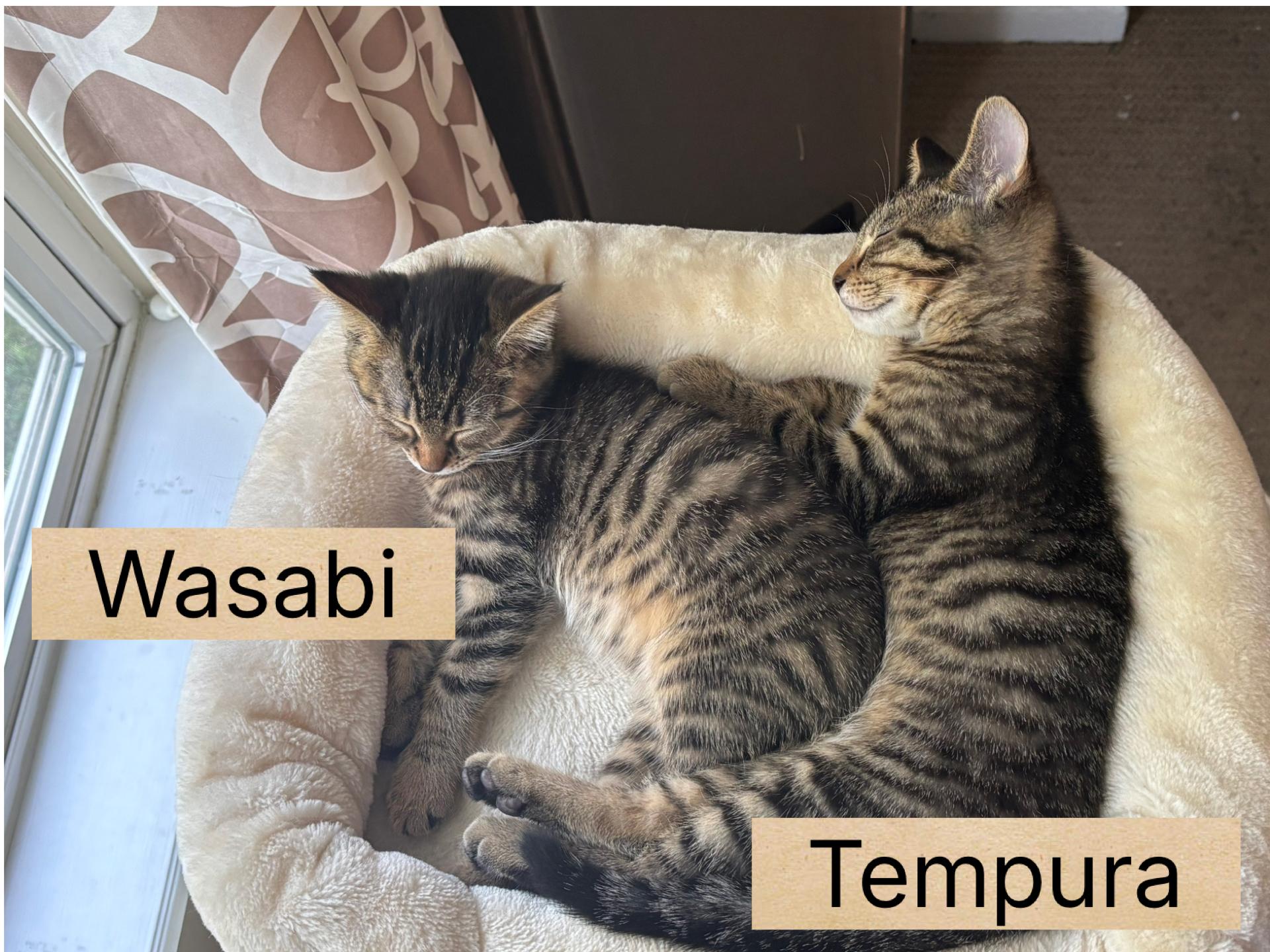 Enlarge Tempura, a ADOPTABLE Domestic Short Hair in Indianapolis, IN image 2/3