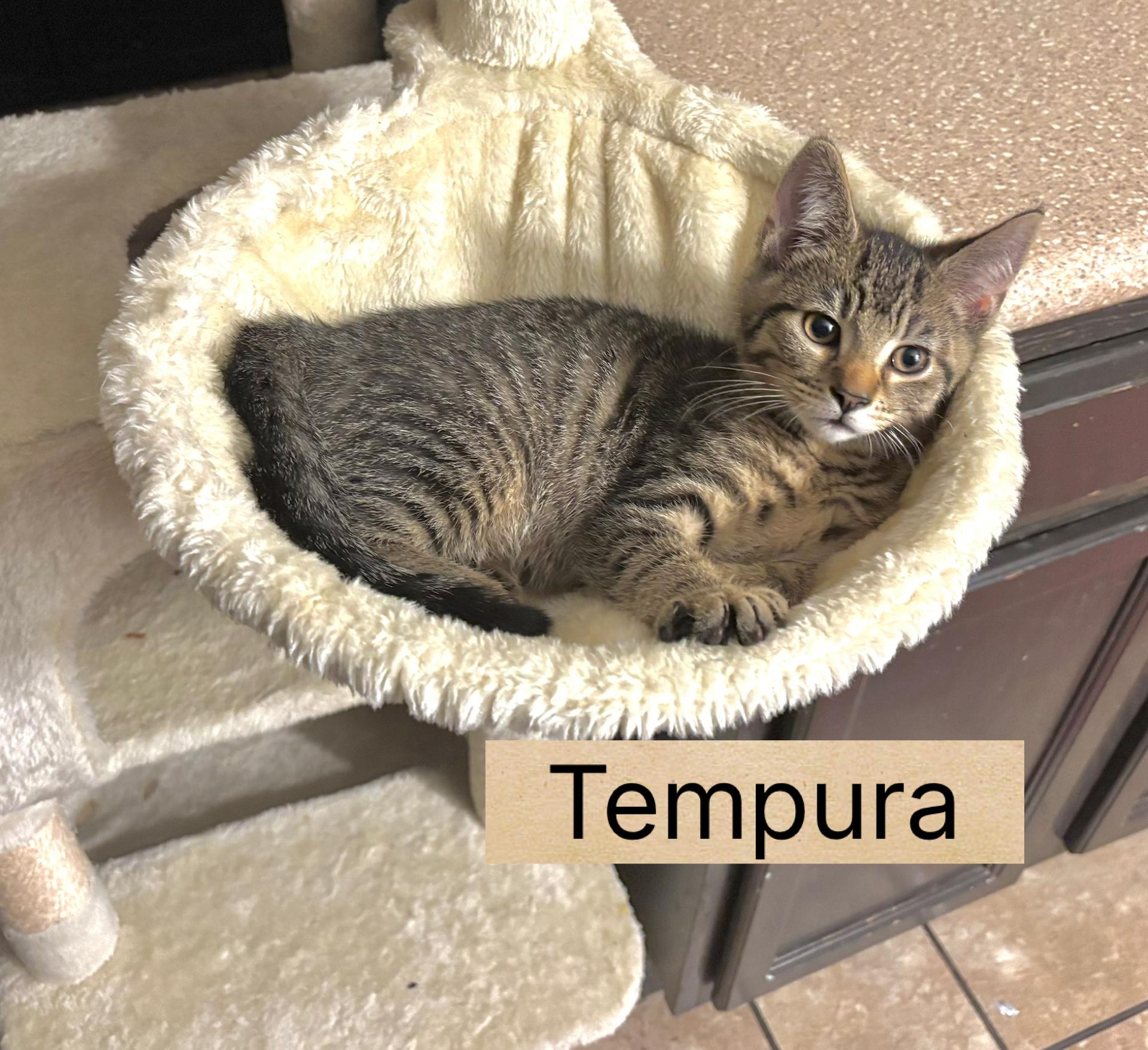 Enlarge Tempura, a ADOPTABLE Domestic Short Hair in Indianapolis, IN image 1/3