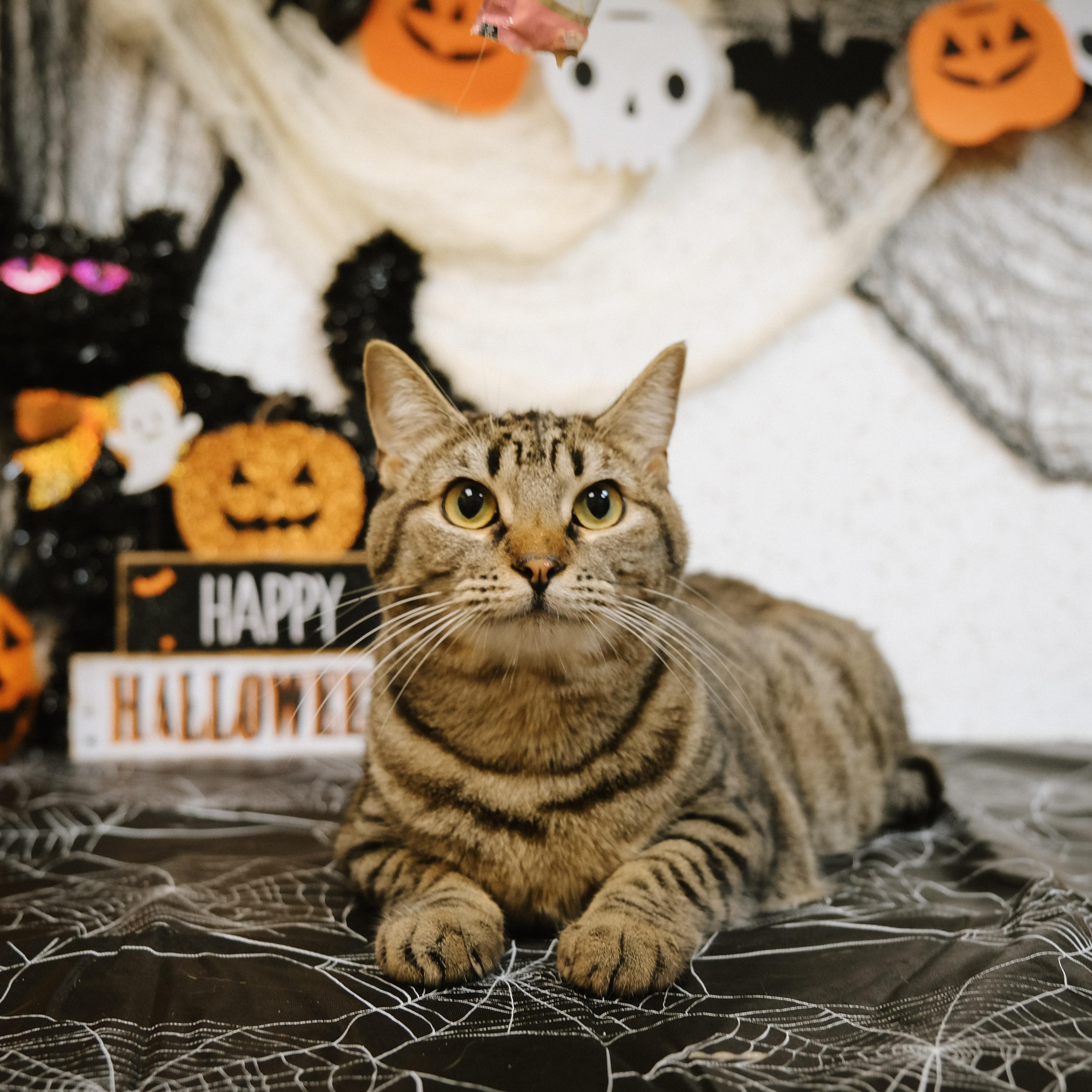 Koko