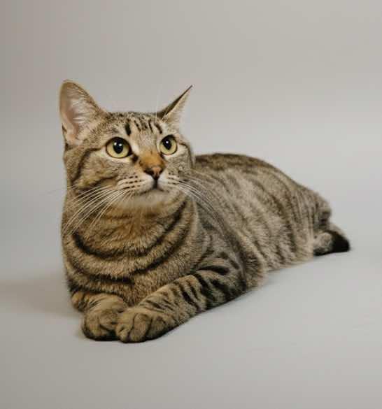 Koko, a Adoptable Tabby in Houston, TX image 6/7