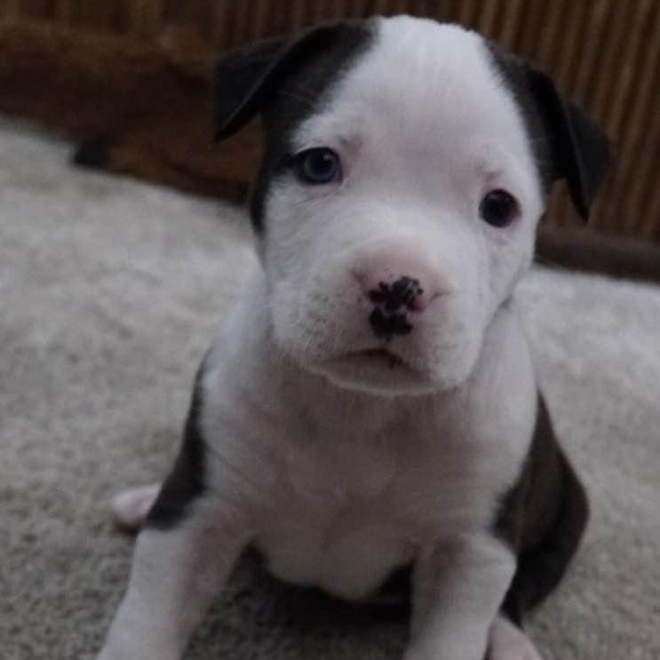 Enlarge Cash, a ADOPTABLE mixed breed in Grafton, OH image 4/5