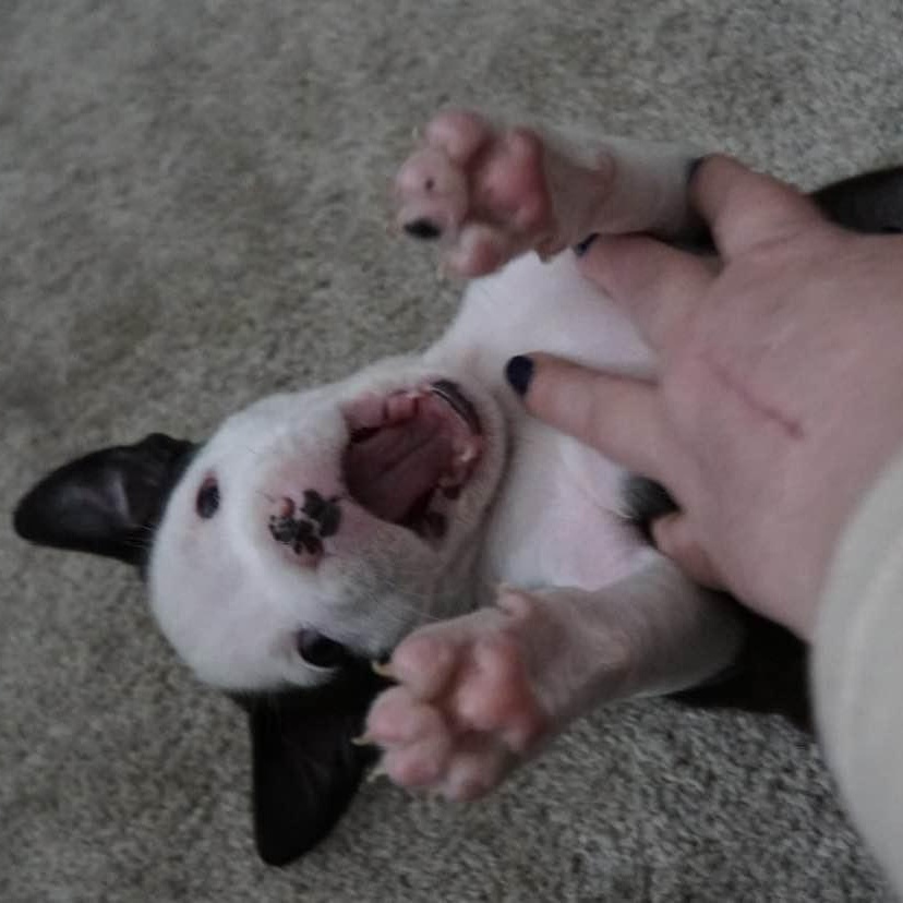 Enlarge Cash, a ADOPTABLE mixed breed in Grafton, OH image 3/5