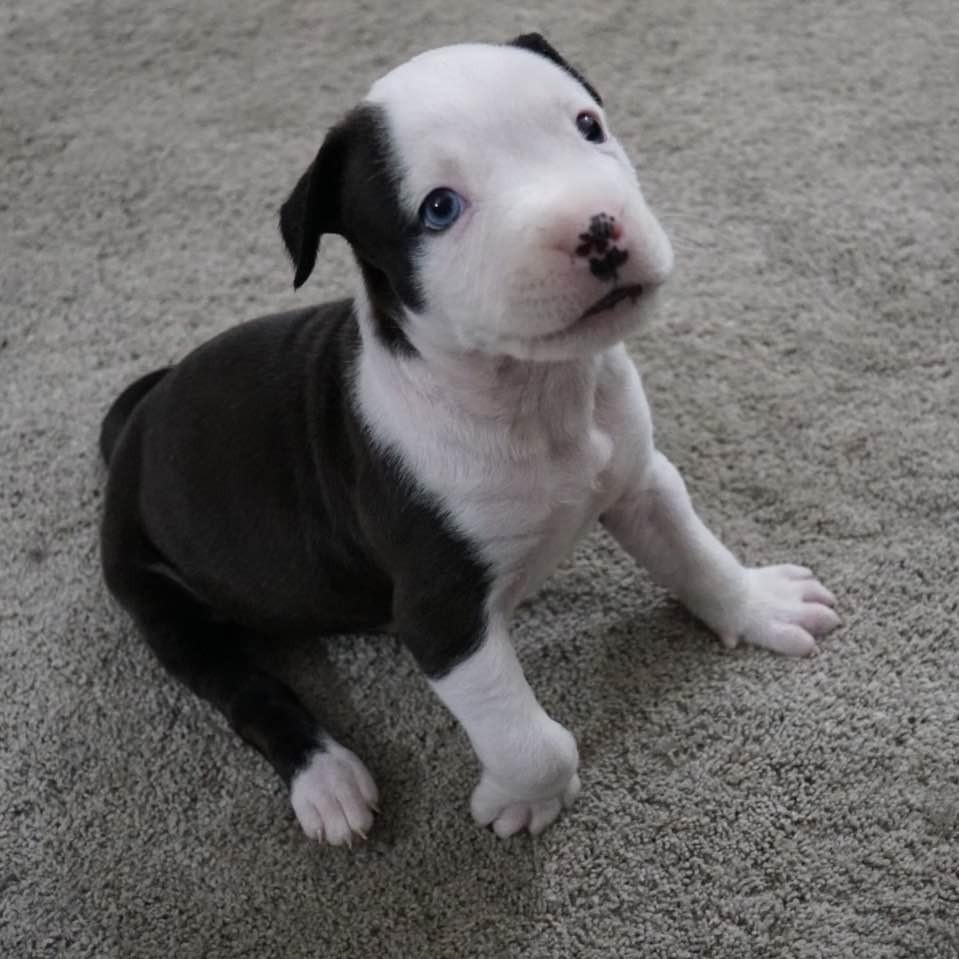 Enlarge Cash, a ADOPTABLE mixed breed in Grafton, OH image 1/5