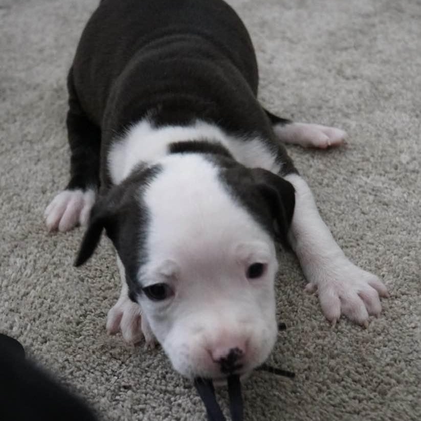 Enlarge Cash, a ADOPTABLE mixed breed in Grafton, OH image 5/5