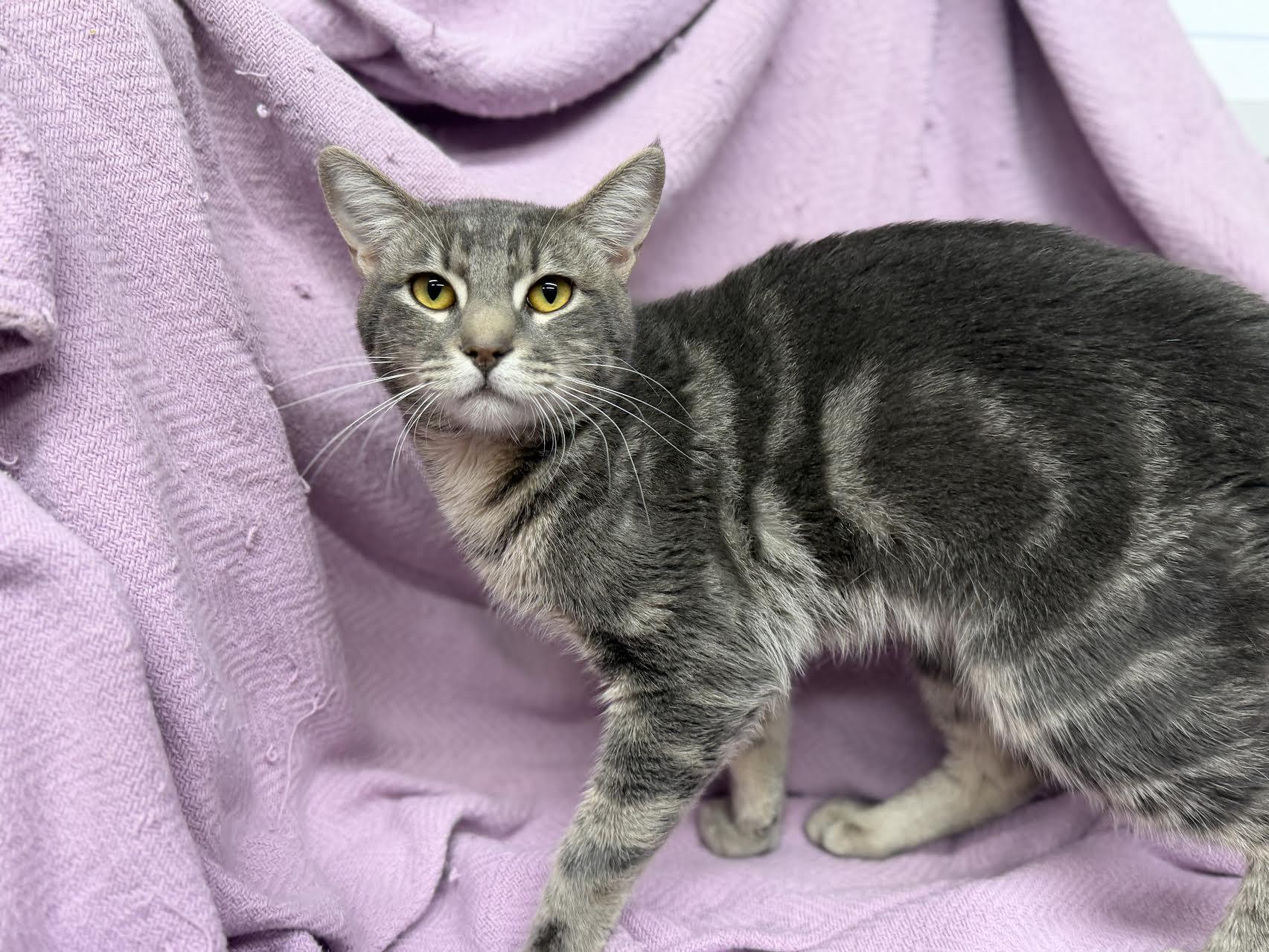 Gilbert, adopted, Adult Male Domestic Short Hair.