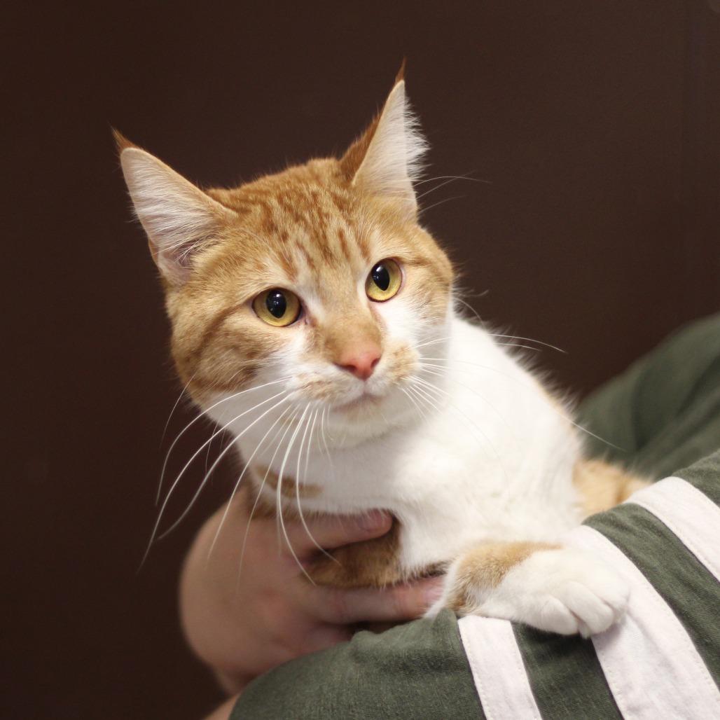 Mango, Adoptable, Adult Female Domestic Short Hair.