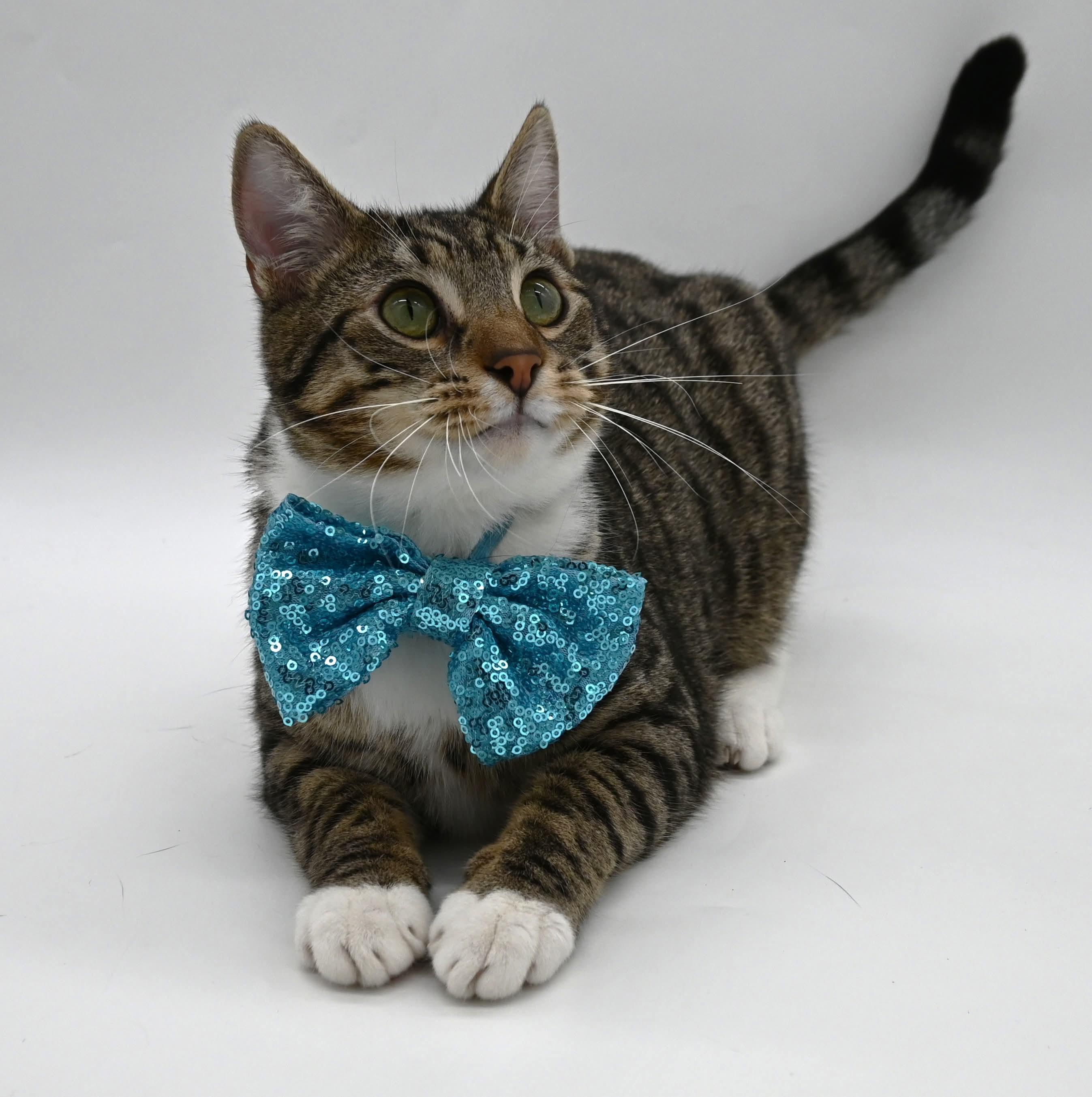 Enlarge Zeke, a Adoptable mixed breed in Farmington, CT image 1/6