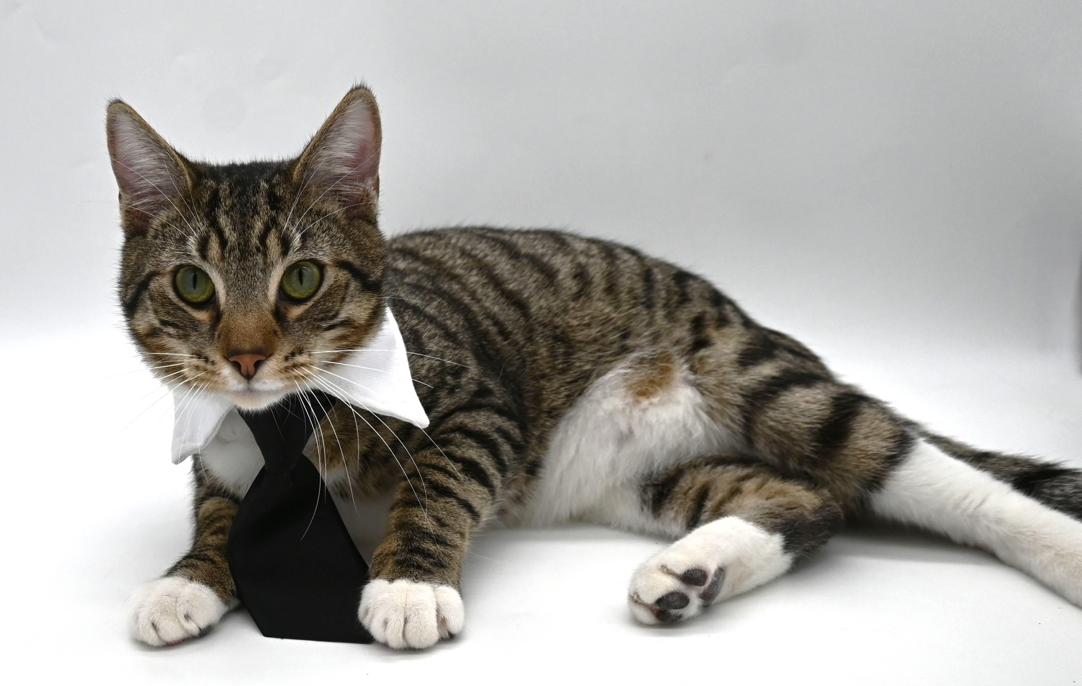 Enlarge Zeke, a Adoptable mixed breed in Farmington, CT image 4/6