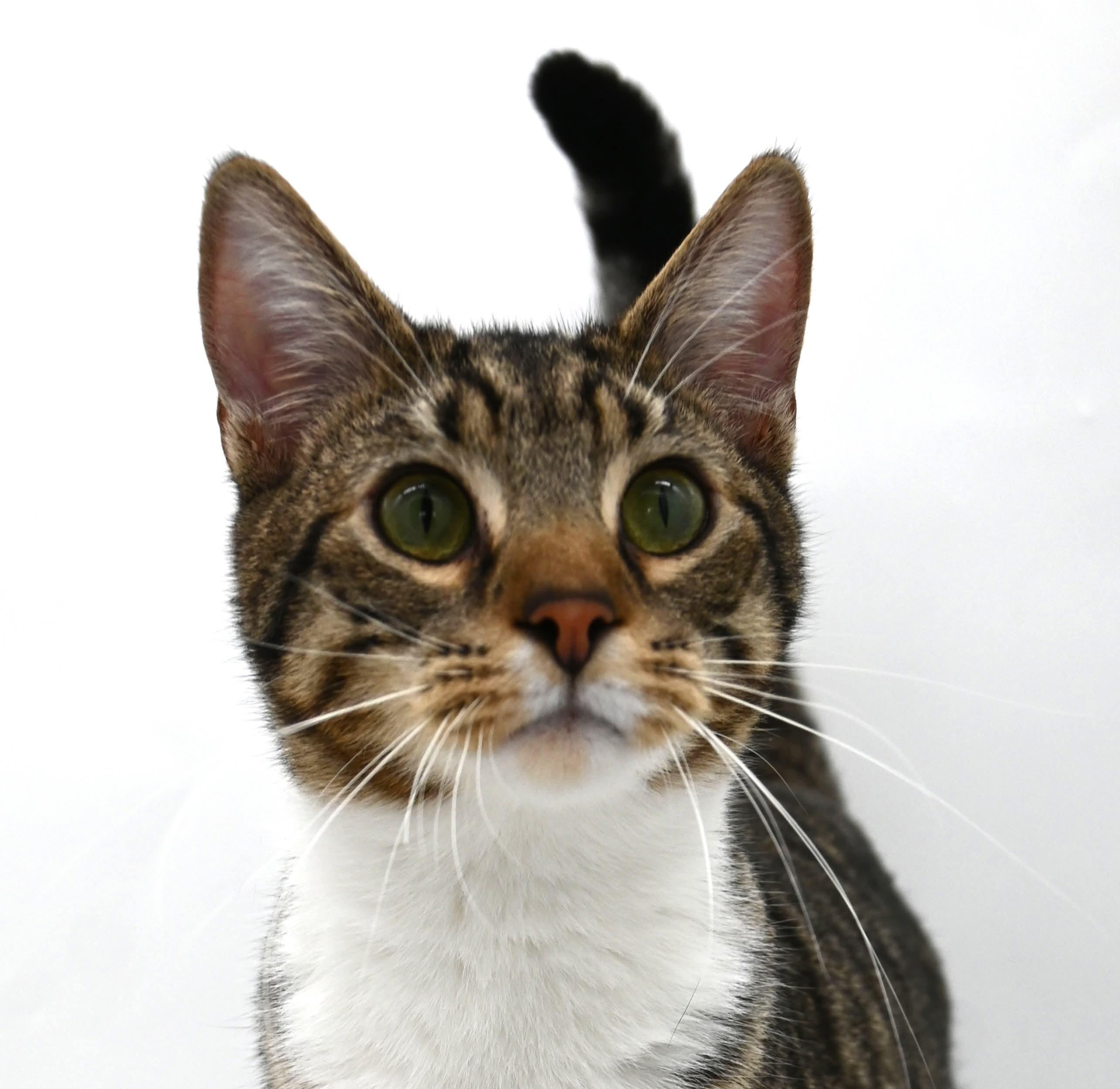 Enlarge Zeke, a Adoptable mixed breed in Farmington, CT image 5/6