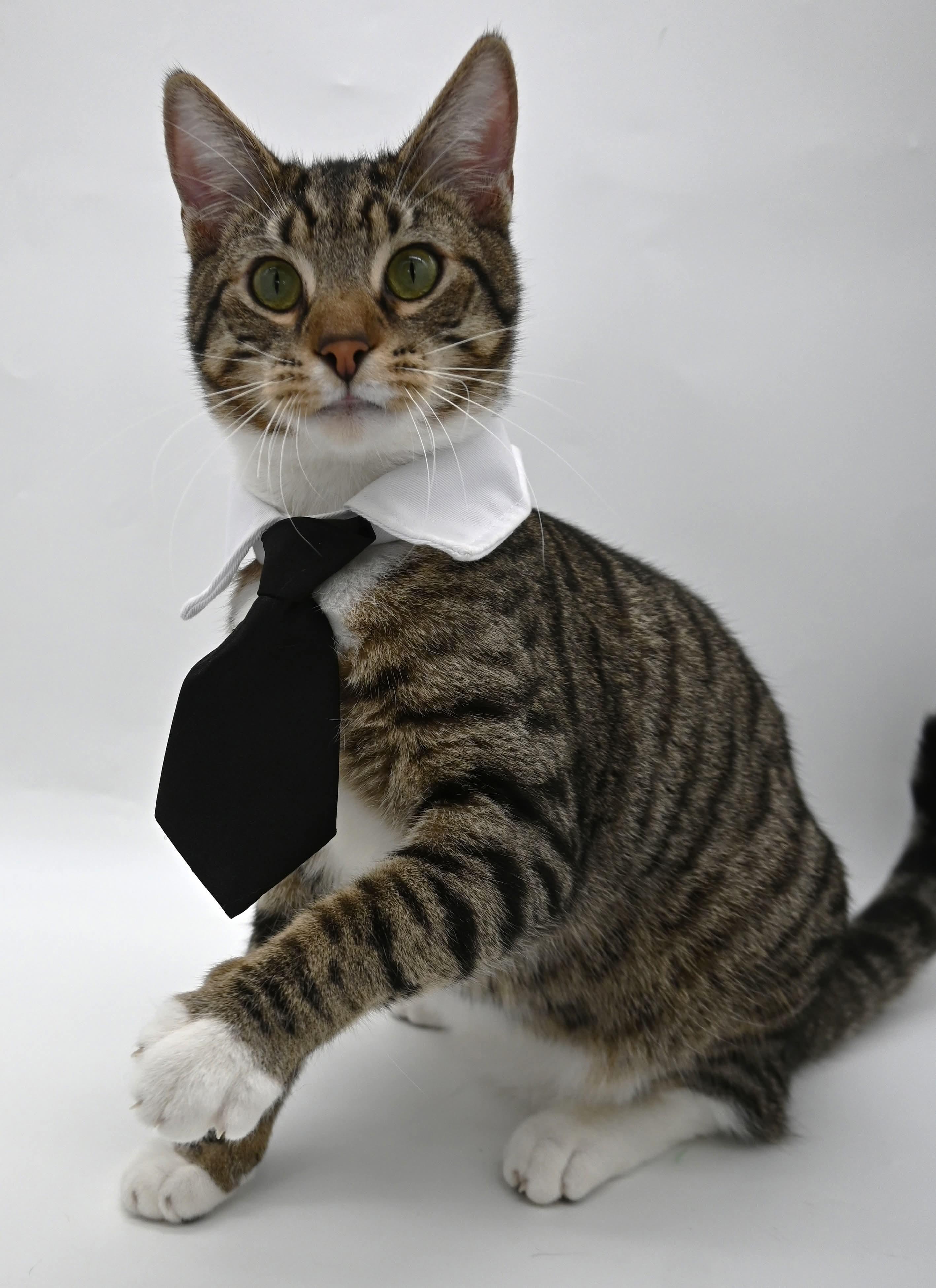 Enlarge Zeke, a Adoptable mixed breed in Farmington, CT image 6/6