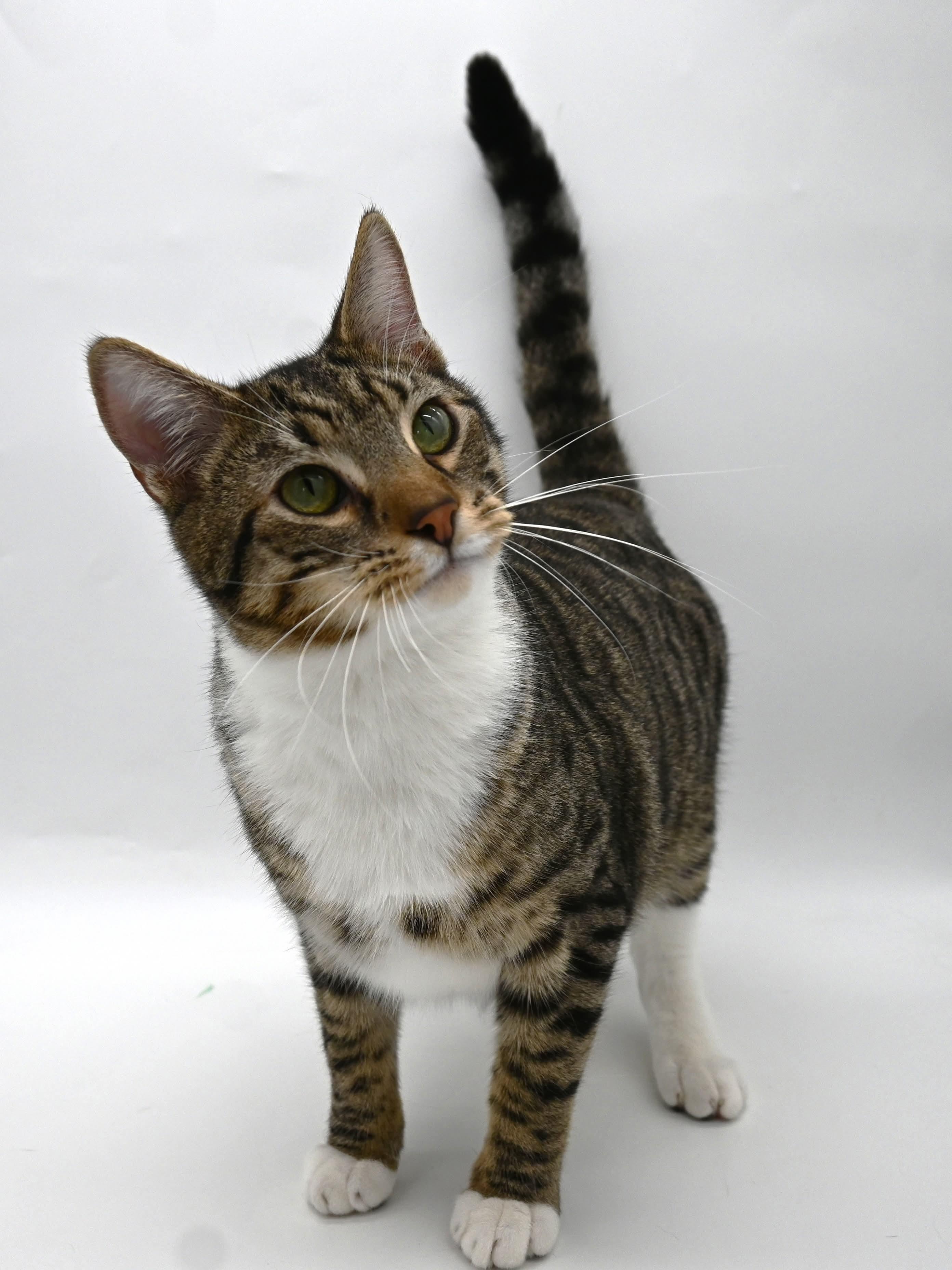 Enlarge Zeke, a Adoptable mixed breed in Farmington, CT image 3/6