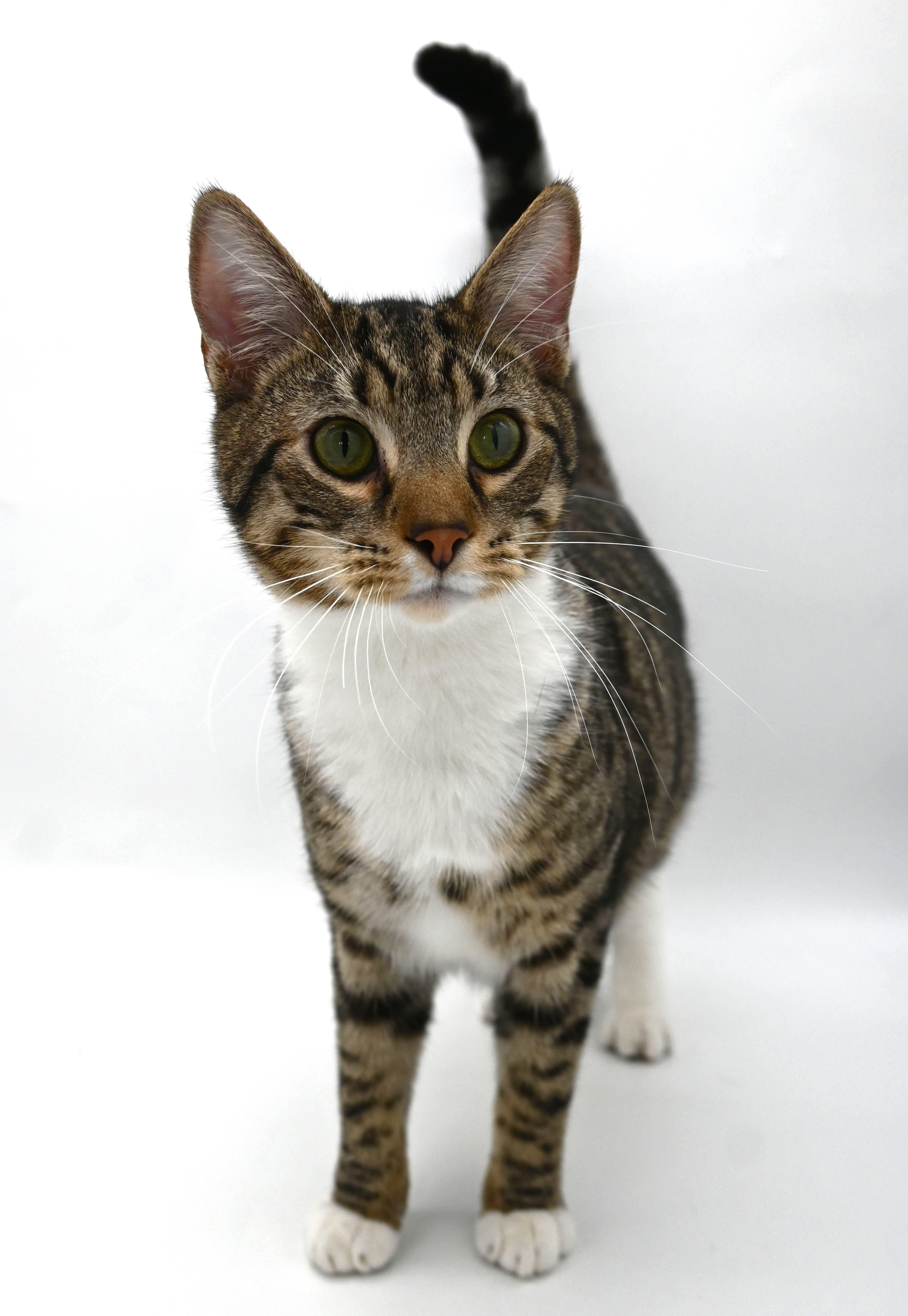 Enlarge Zeke, a Adoptable mixed breed in Farmington, CT image 2/6