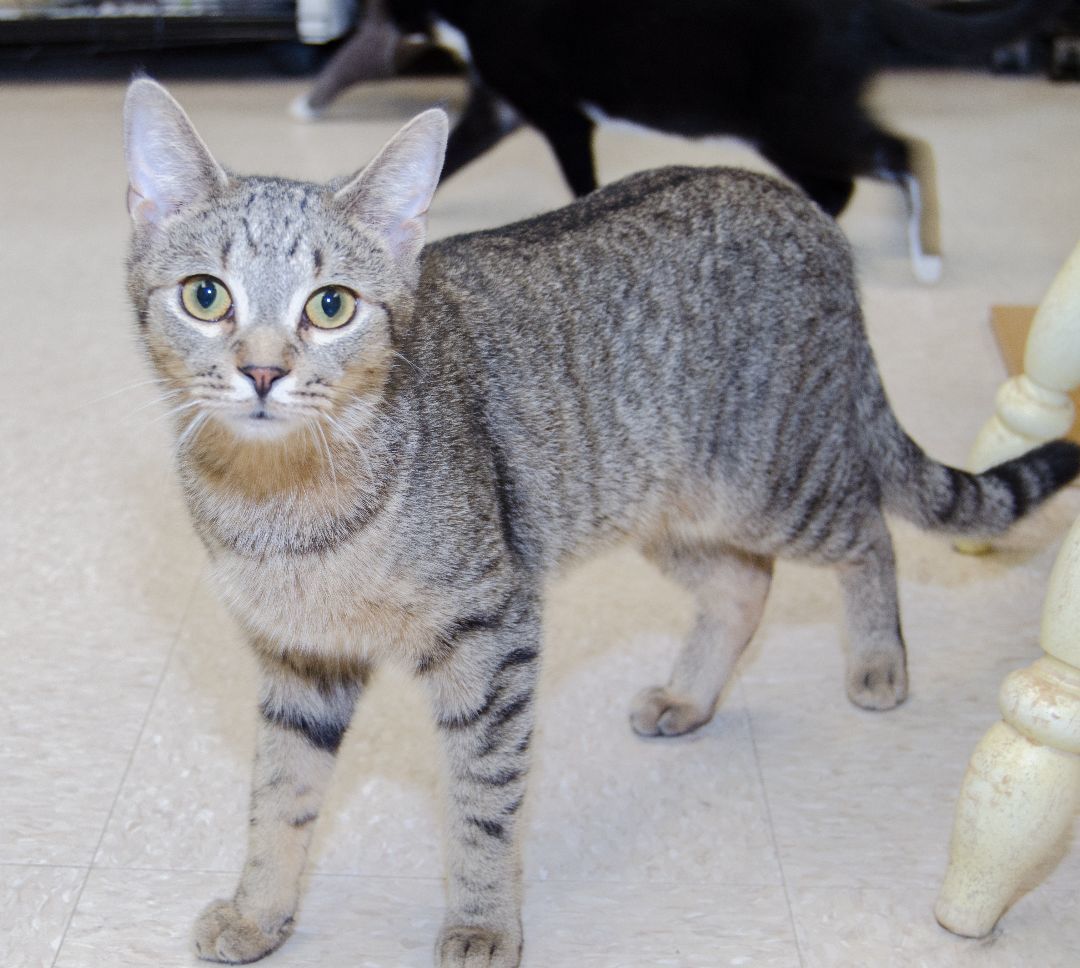 Enlarge Jonah, a Adoptable Domestic Short Hair in Myrtle Beach, SC image 1/3