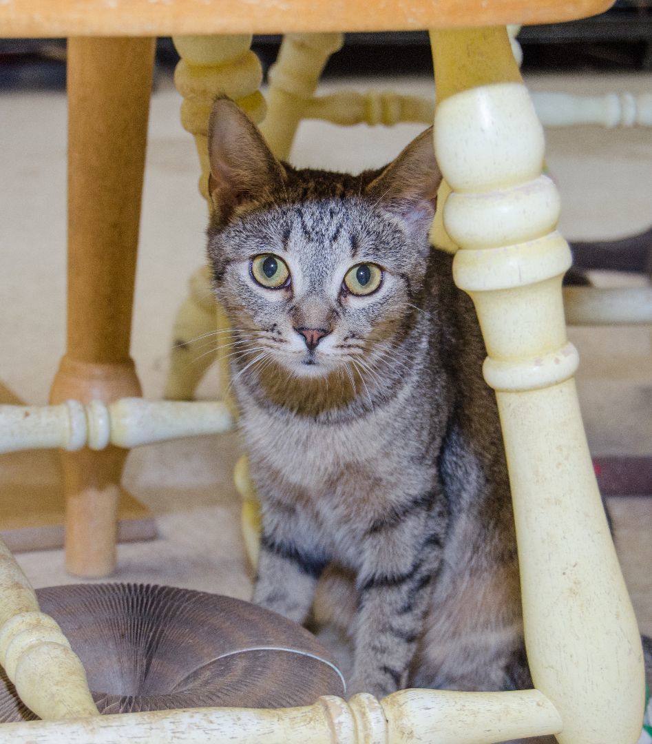 Enlarge Jonah, a Adoptable Domestic Short Hair in Myrtle Beach, SC image 2/3