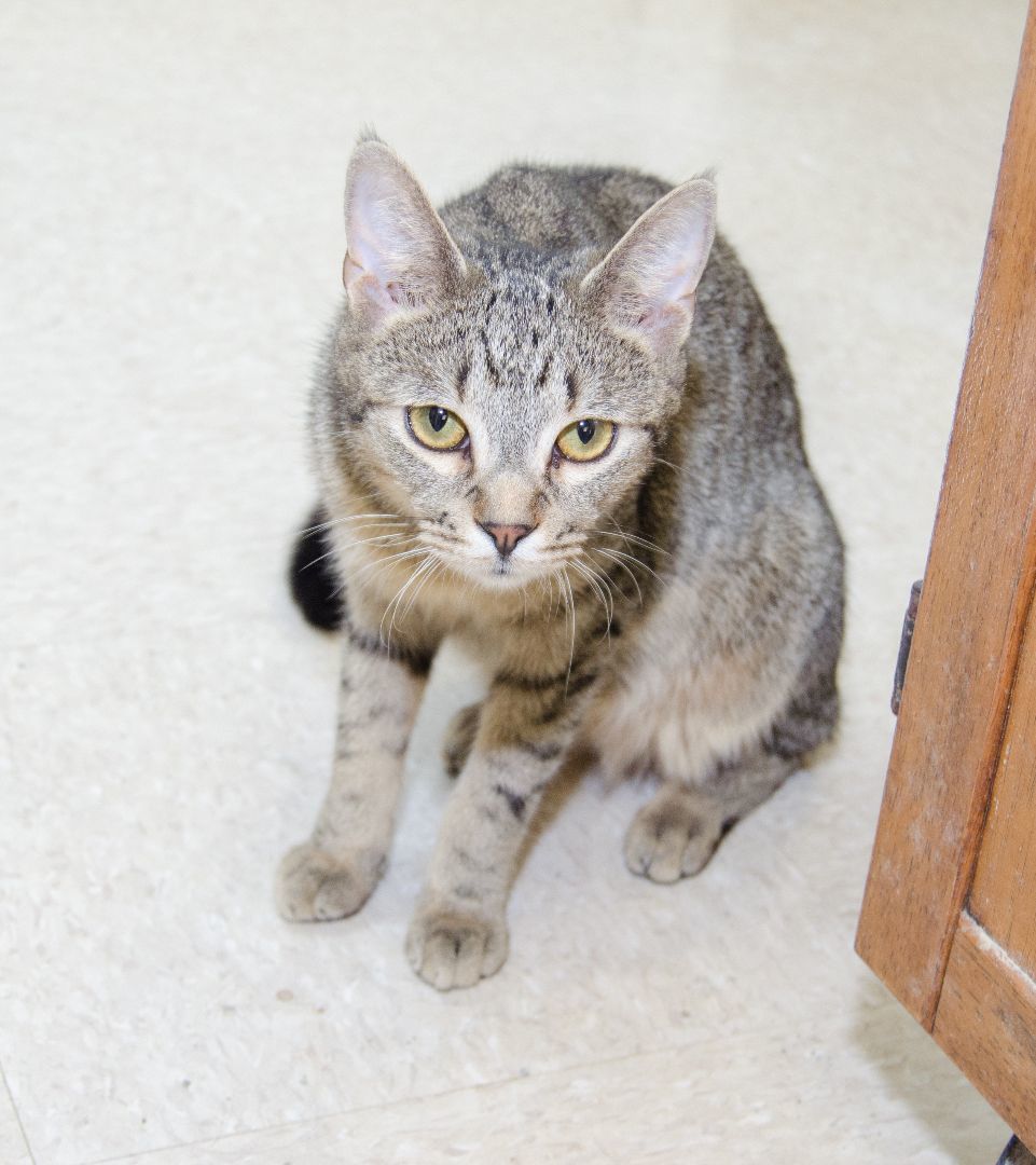 Enlarge Jonah, a Adoptable Domestic Short Hair in Myrtle Beach, SC image 3/3
