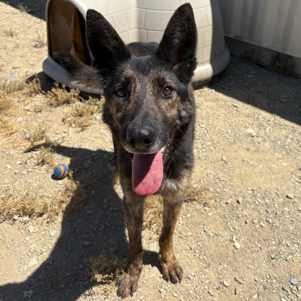 Enlarge Kirby, a Adoptable mixed breed in Ione, CA image 3/6