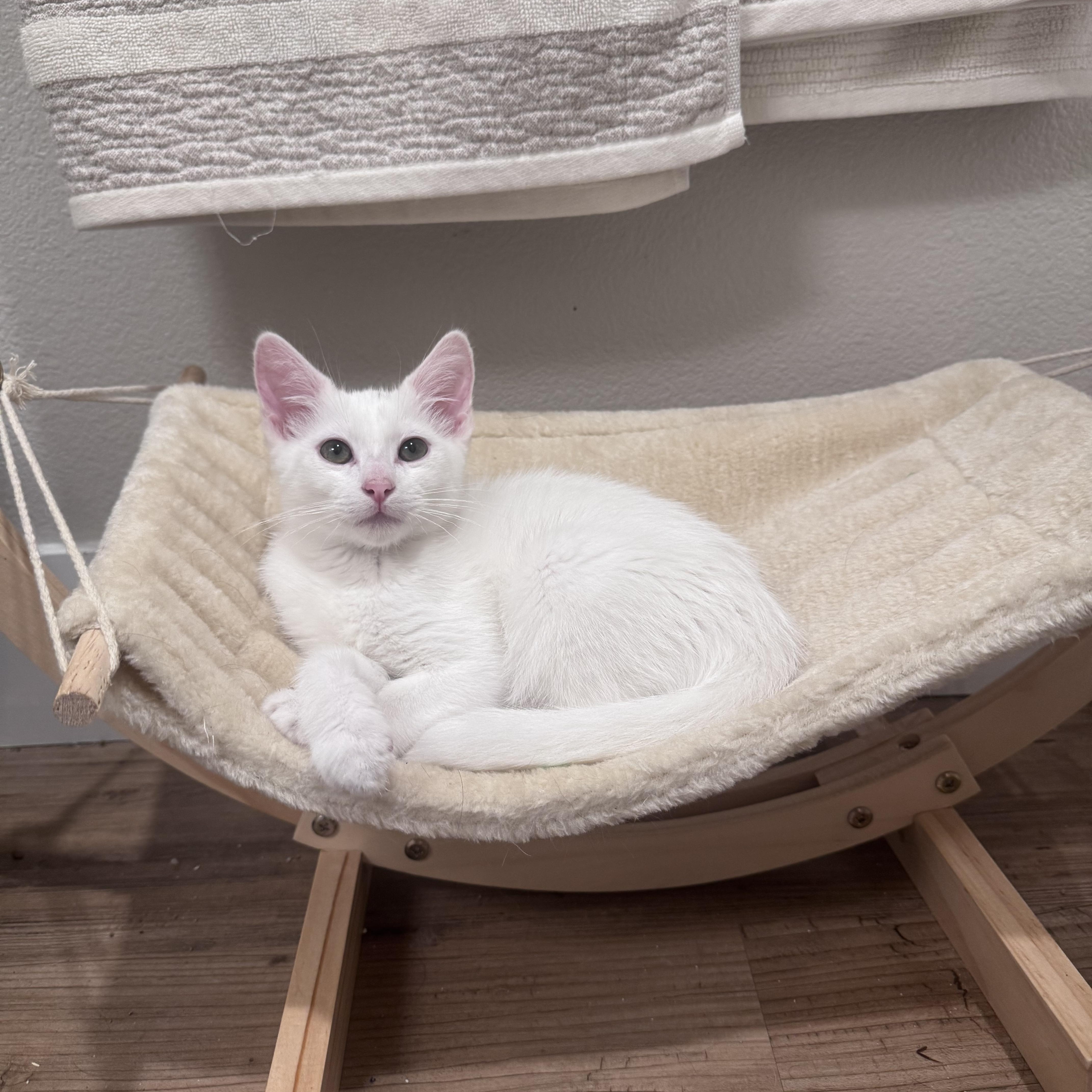 William, adopted, Kitten Male Domestic Medium Hair.