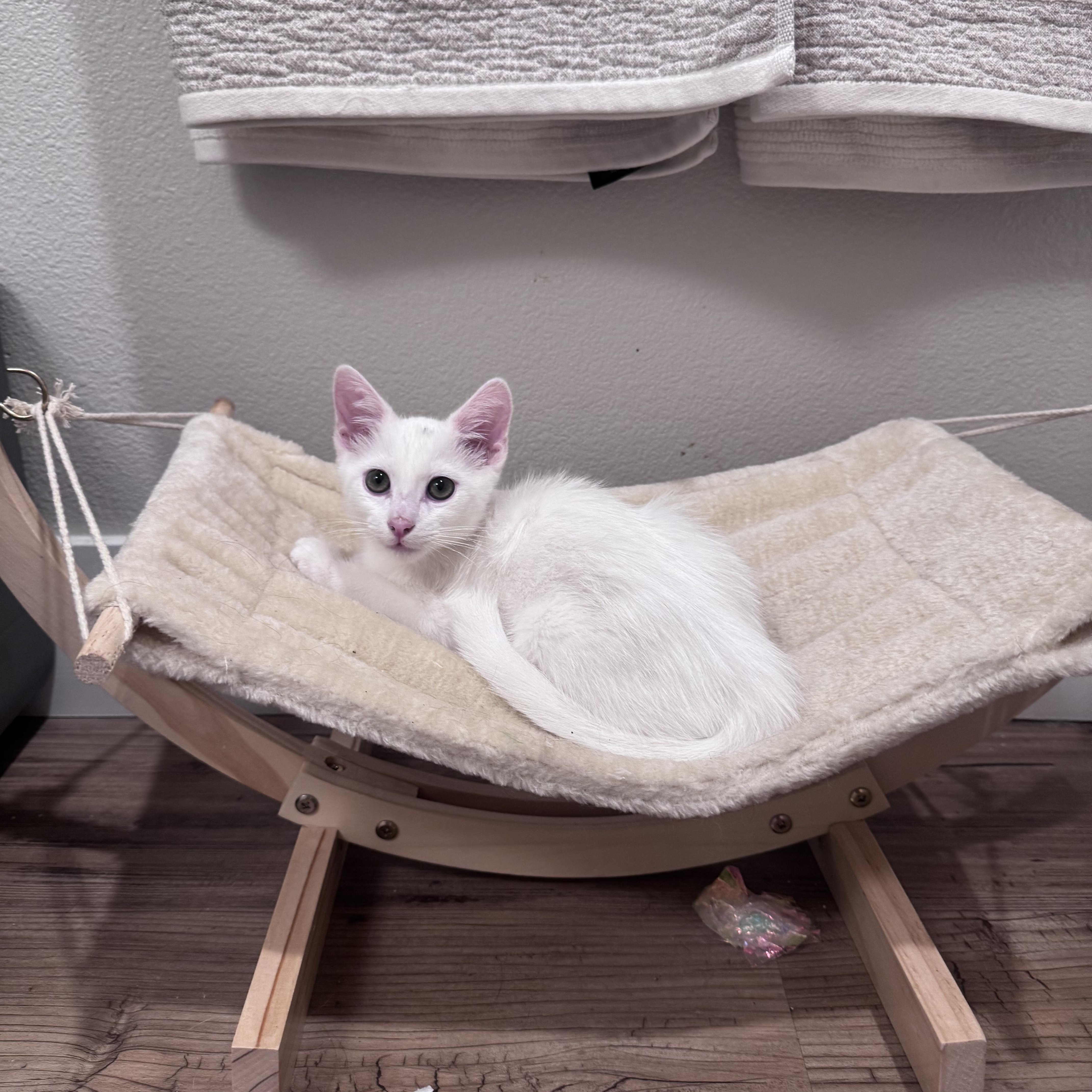 Enlarge William, an adopted Domestic Medium Hair in San Diego, CA image 3/3