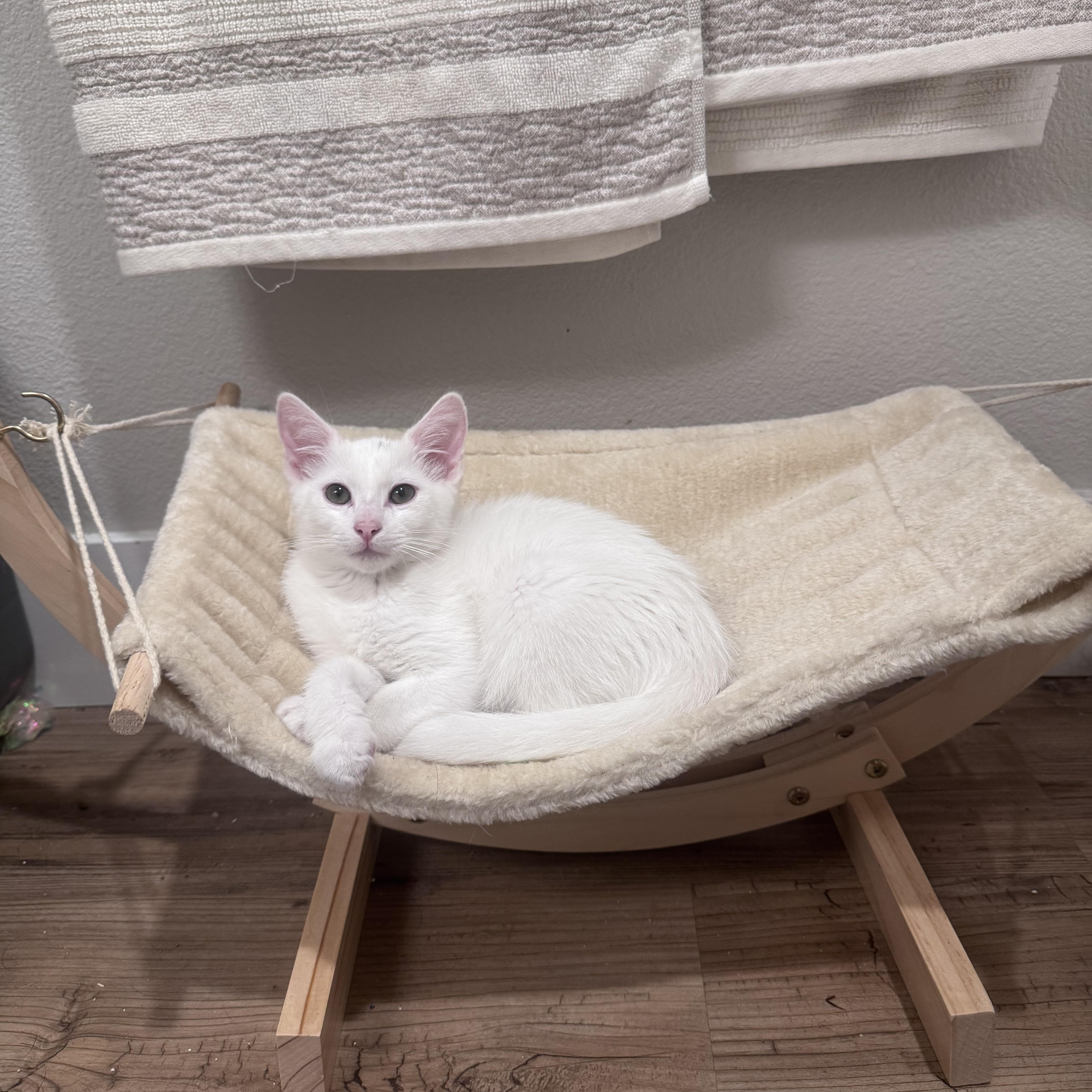 Enlarge William, an adopted Domestic Medium Hair in San Diego, CA image 2/3