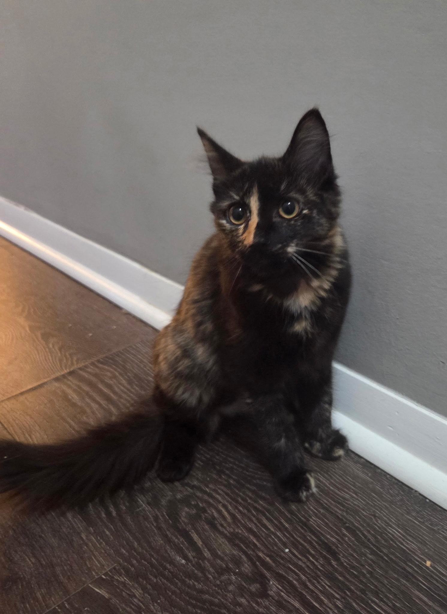 Ophelia , Adoptable, Young Female Tortoiseshell.