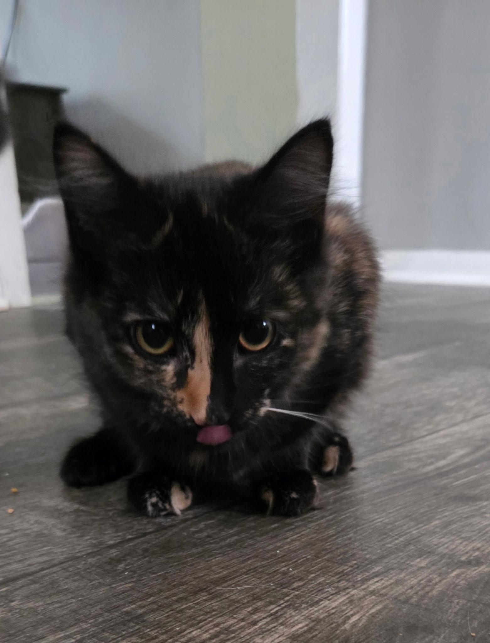 Ophelia , a Adoptable Tortoiseshell in Nashville, TN image 3/6