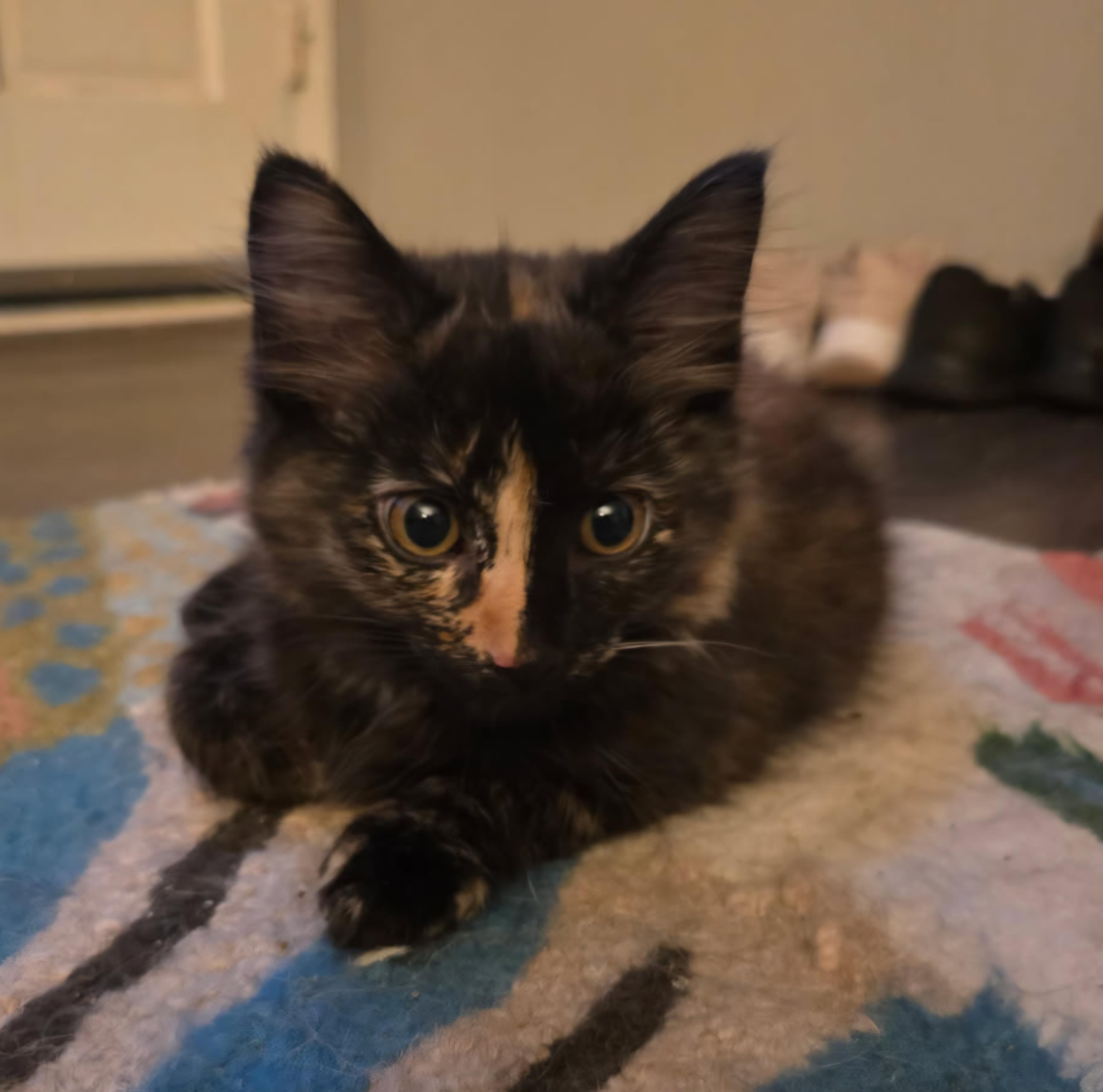 Ophelia , a Adoptable Tortoiseshell in Nashville, TN image 2/6