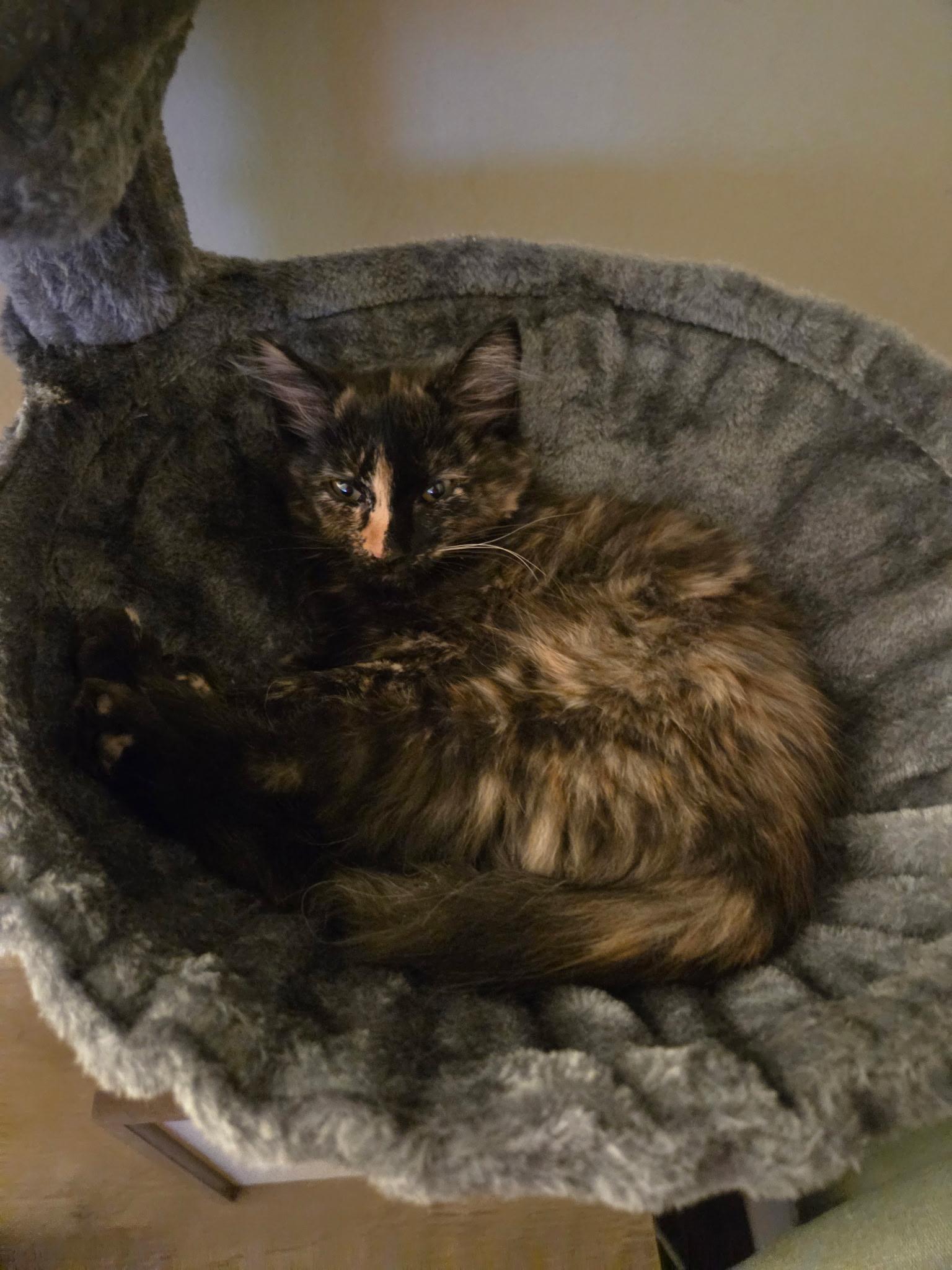 Ophelia , a Adoptable Tortoiseshell in Nashville, TN image 6/6