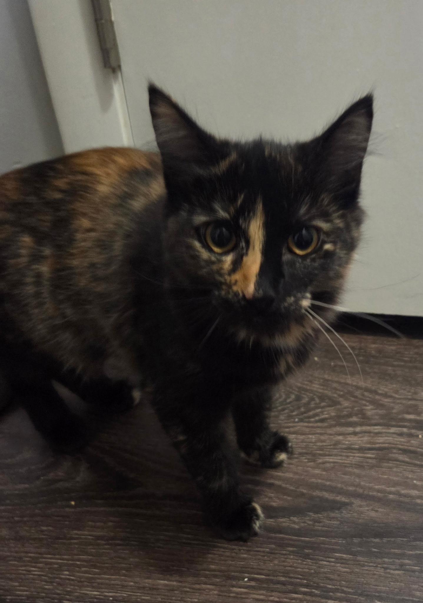 Ophelia , a Adoptable Tortoiseshell in Nashville, TN image 5/6